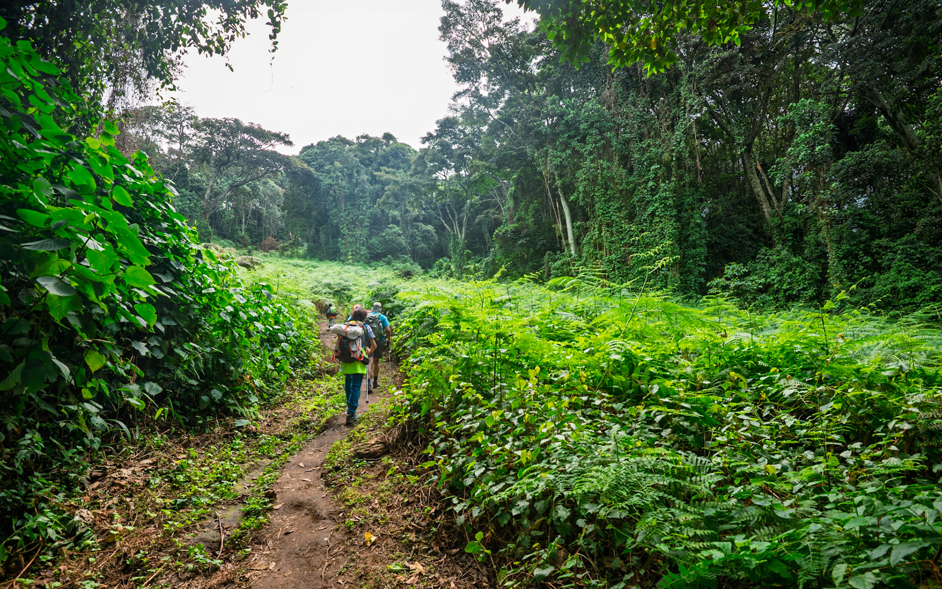 |  Rwenzori Mountains | Uganda |