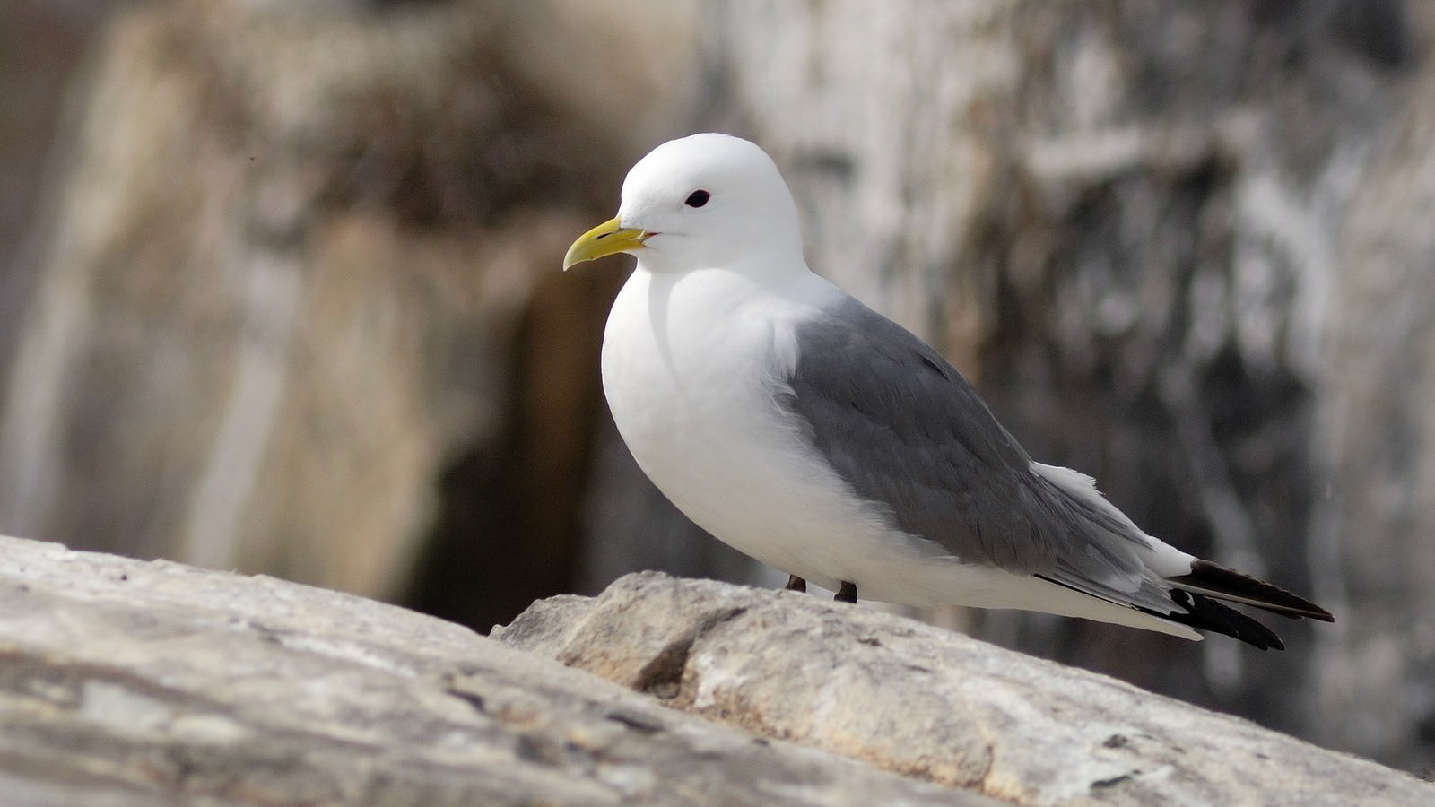 |Kittiwake (Rissa tridactyla) | Farne Islands | Northumbria | United Kingdom |