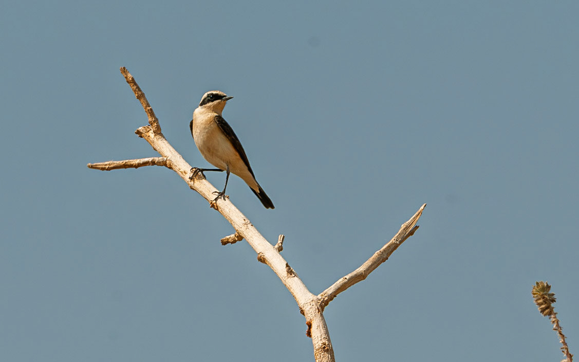| Eastern black-eared wheatear (Onenthe melanoleuca) | Holland Park | Eilat | Israel |