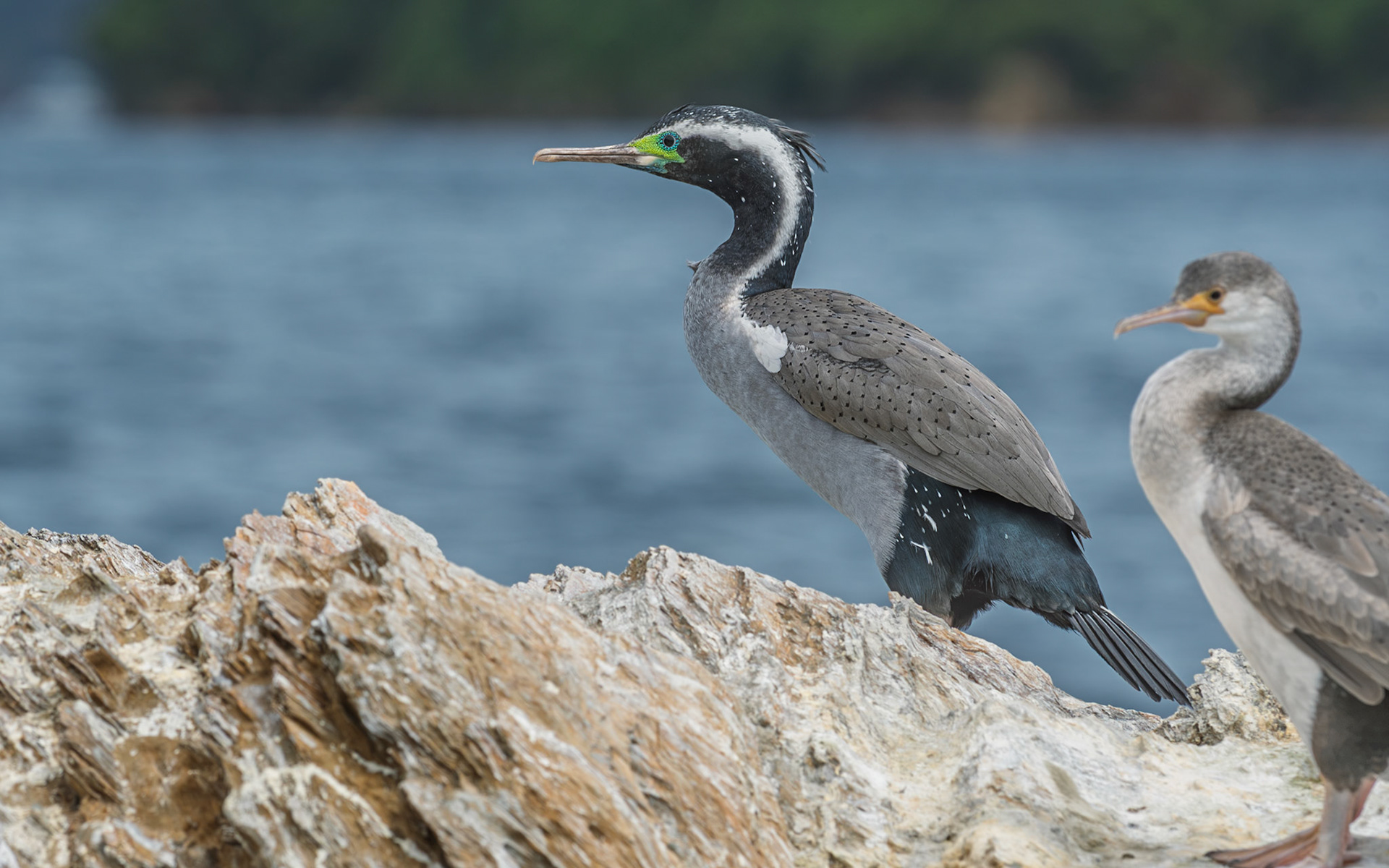 | Spotted Shag, Parekareka, Kawau Tikitiki (Phalacrocorax punctatus) | Queen Charlotte Sound | South Island | New Zealand |