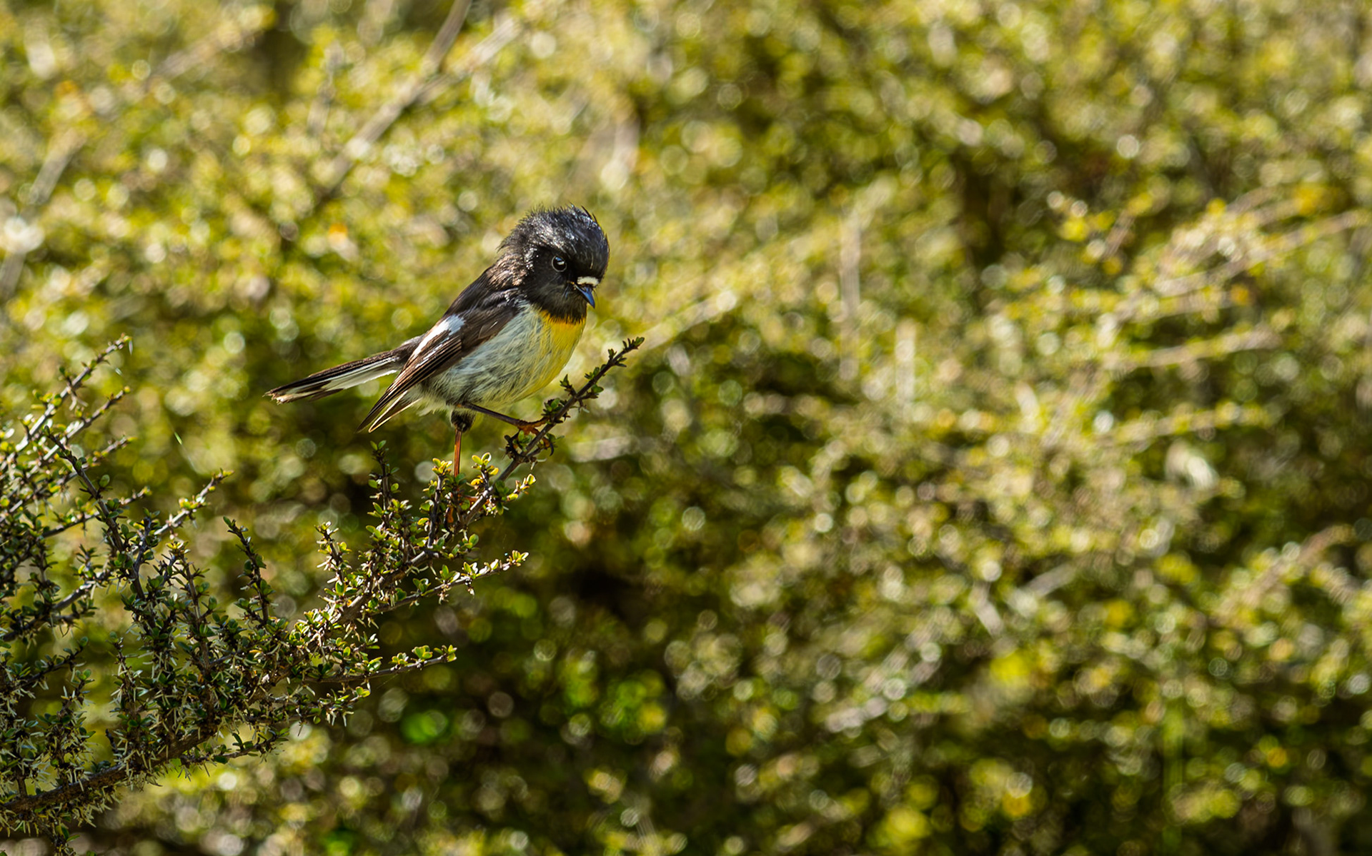 | South Island Tomtit, Ngirungiru (Petroica macrocephala) | South Island | New Zealand |
