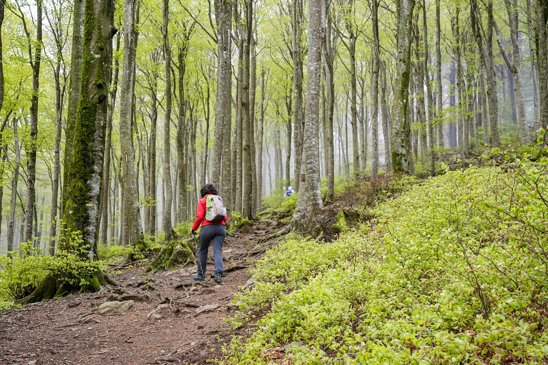 ARP 41.1. Coll de l'Ullat - Coll de Banyuls