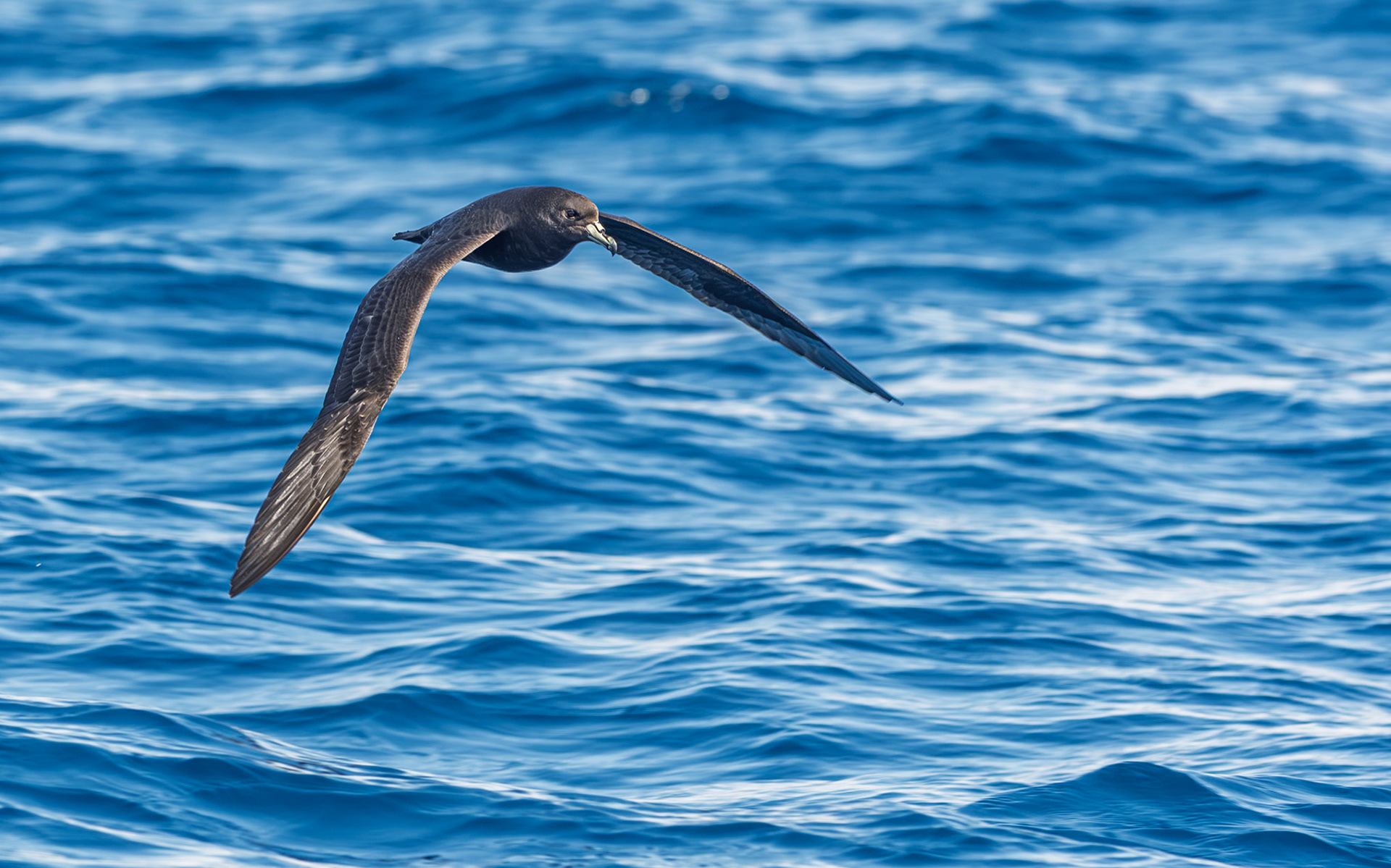 | Westland Petrel, Tāiko (Procellaria westlandica) | Hauraki Gulf | North Island | New Zealand |