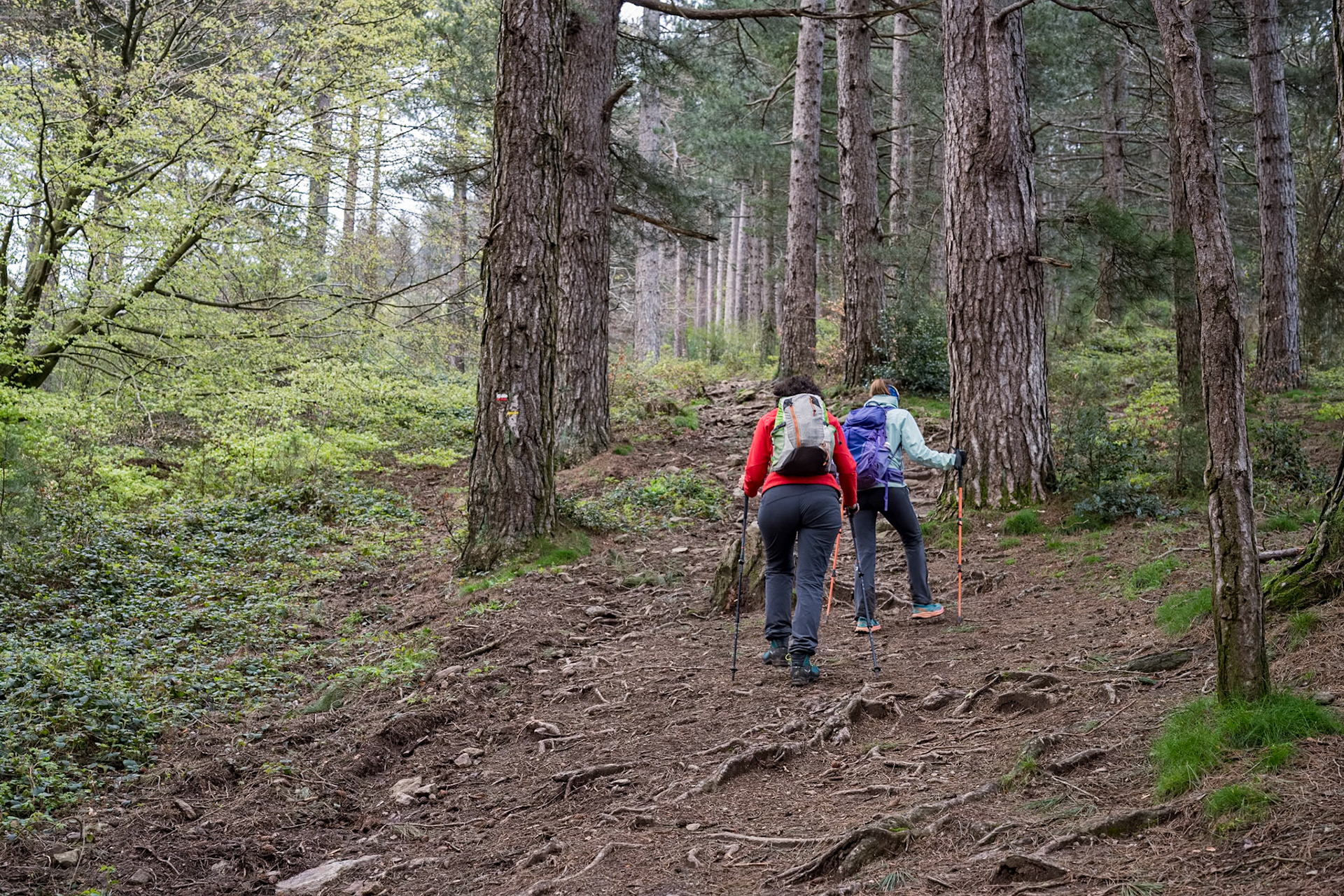 ARP 41.1. Coll de l'Ullat - Coll de Banyuls