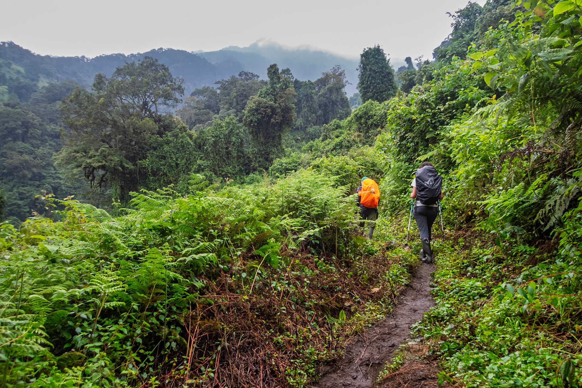 | Day 2. Nyabitabe Camp (2.651 m) - John Matte Hut (3.505 m) |  Rwenzori Mountains | Uganda | |  Rwenzori Mountains | Uganda |
