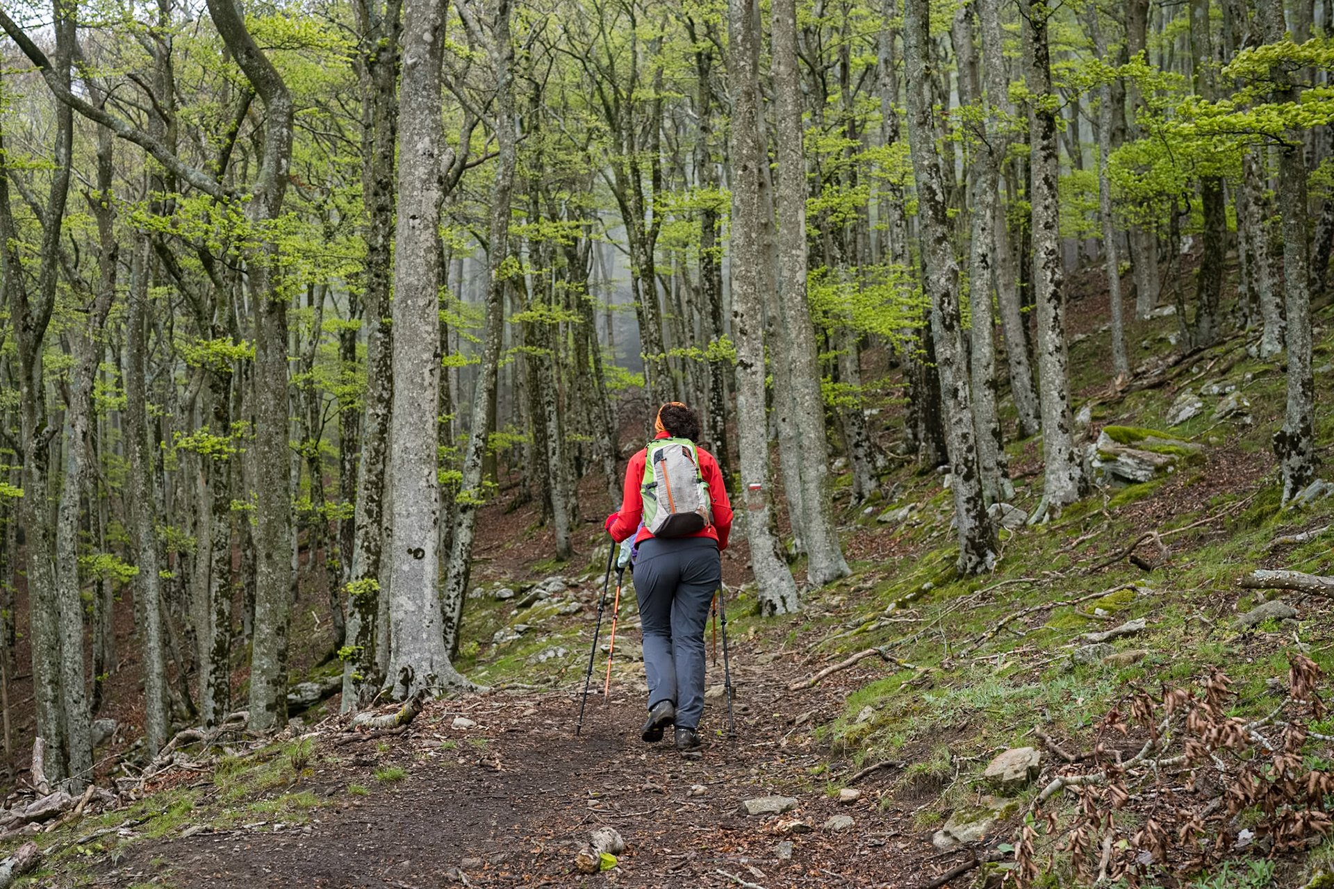 ARP 41.1. Coll de l'Ullat - Coll de Banyuls