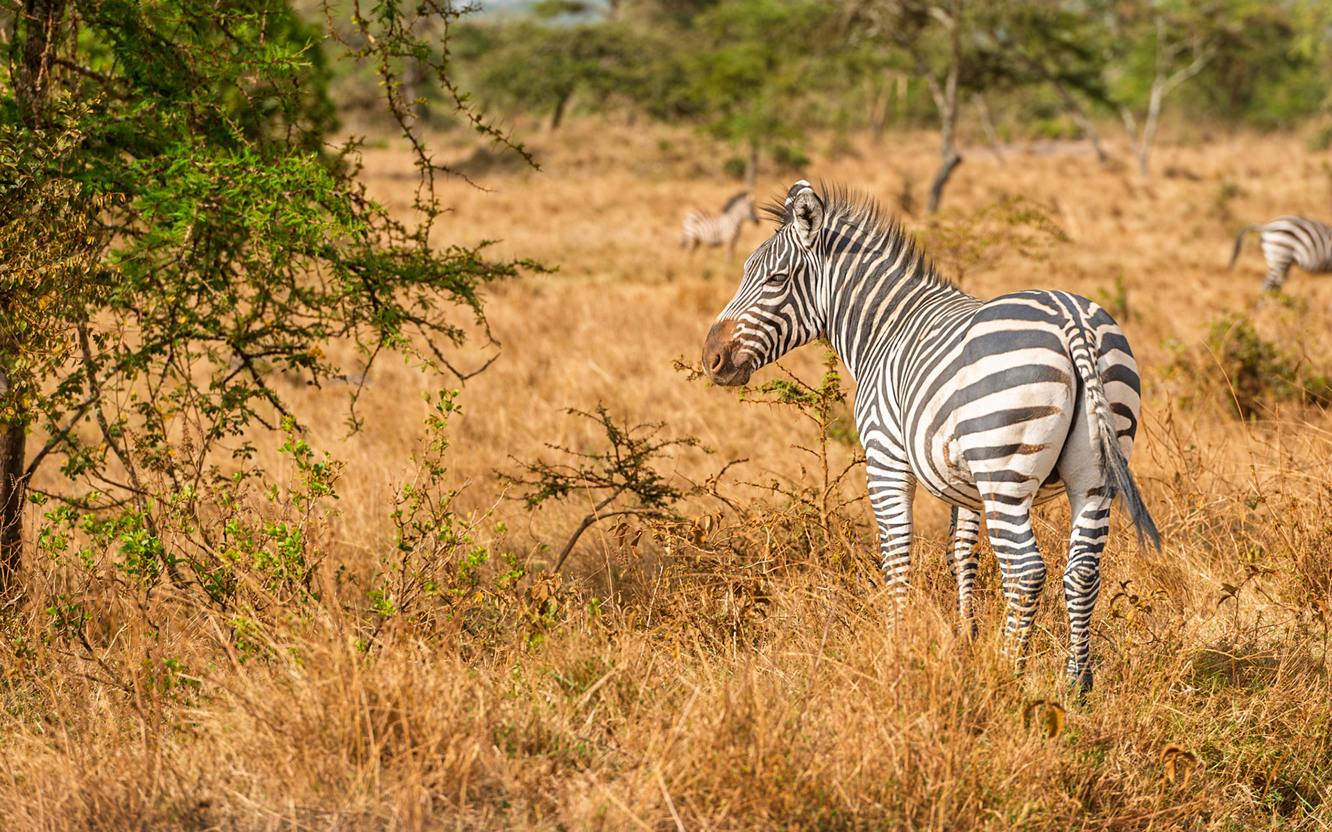| Plains zebra (Equus quagga) | Mburo Lake | Uganda |