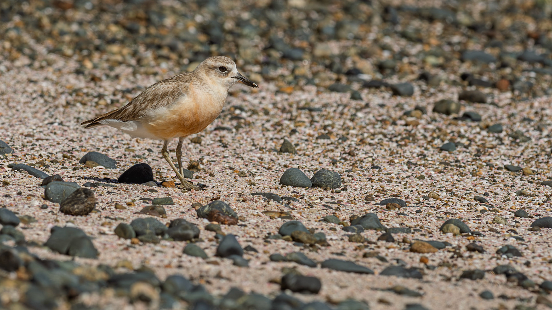 | New Zealand Dotterel, Tūturiwhatu, Pukunui, Kūkuruatu (Anarhynchus obscurus) | Tiritiri Matangi | North Island | New Zealand |