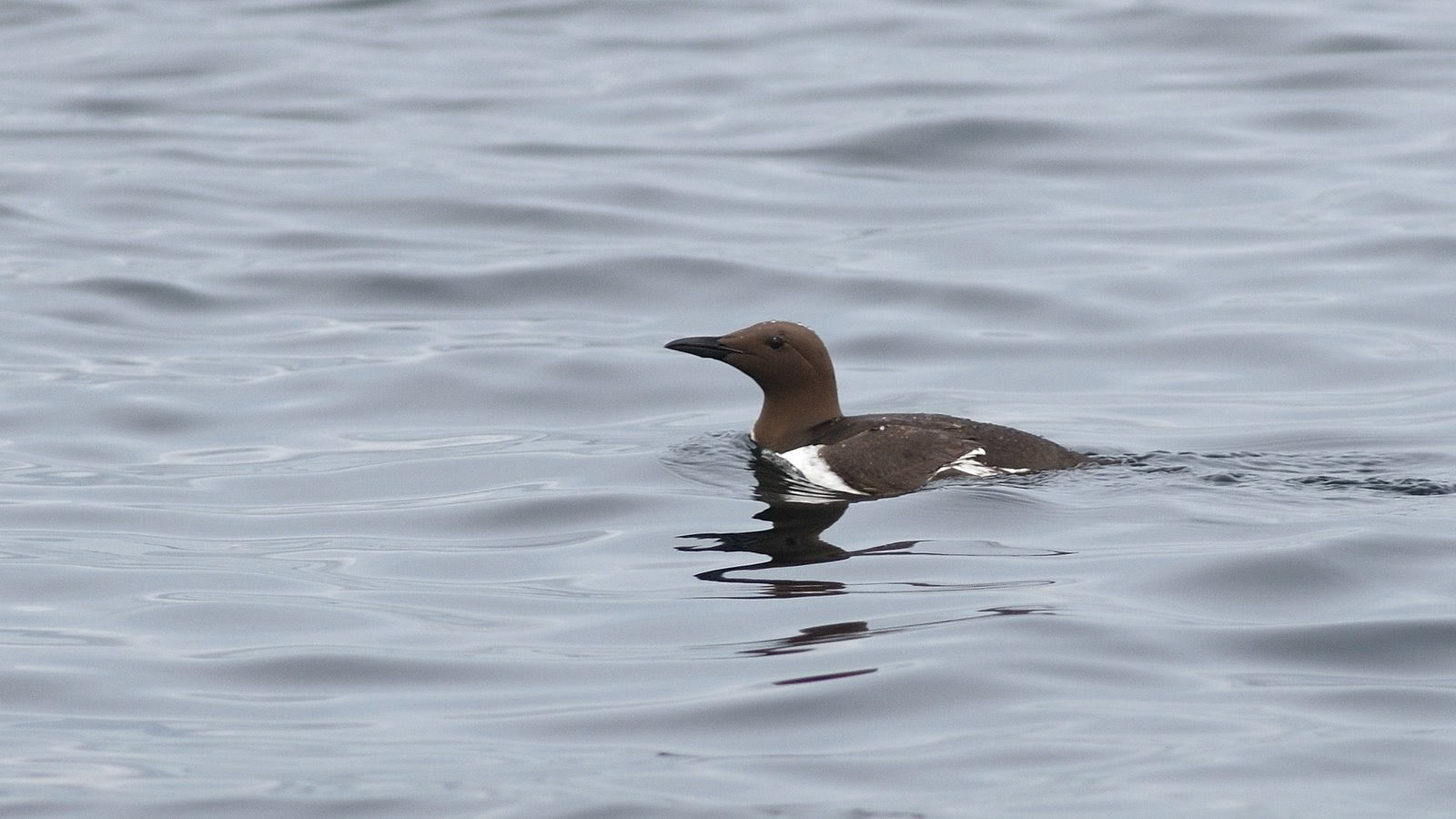 | Common guillemot (Uria aalge) | Farne Islands | Northumbria | United Kingdom |