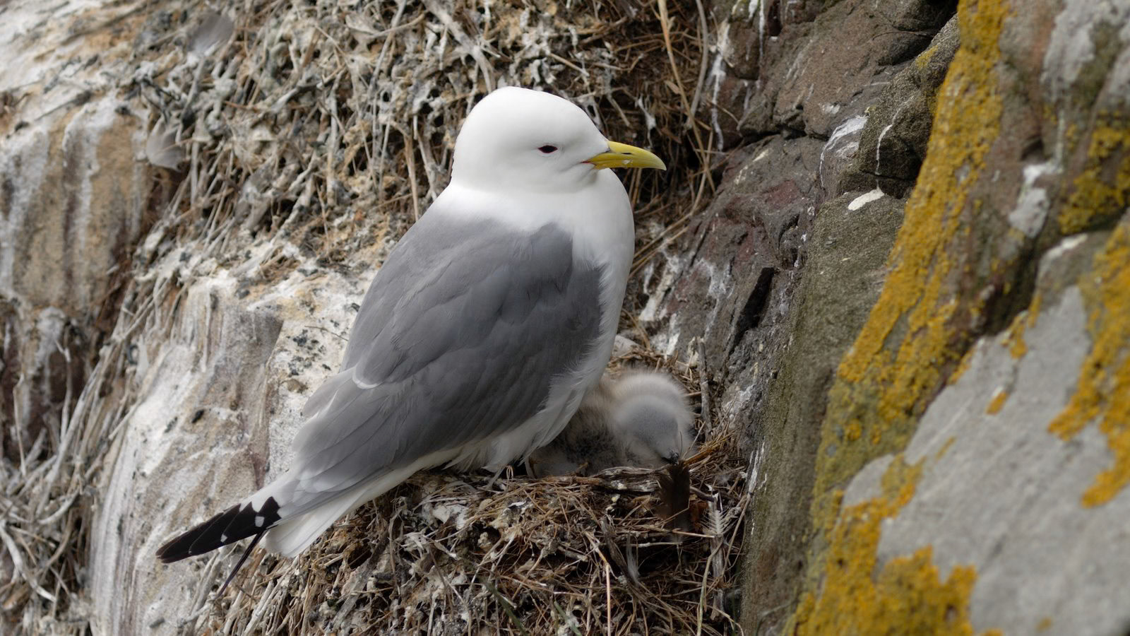 |Kittiwake (Rissa tridactyla) | Farne Islands | Northumbria | United Kingdom |