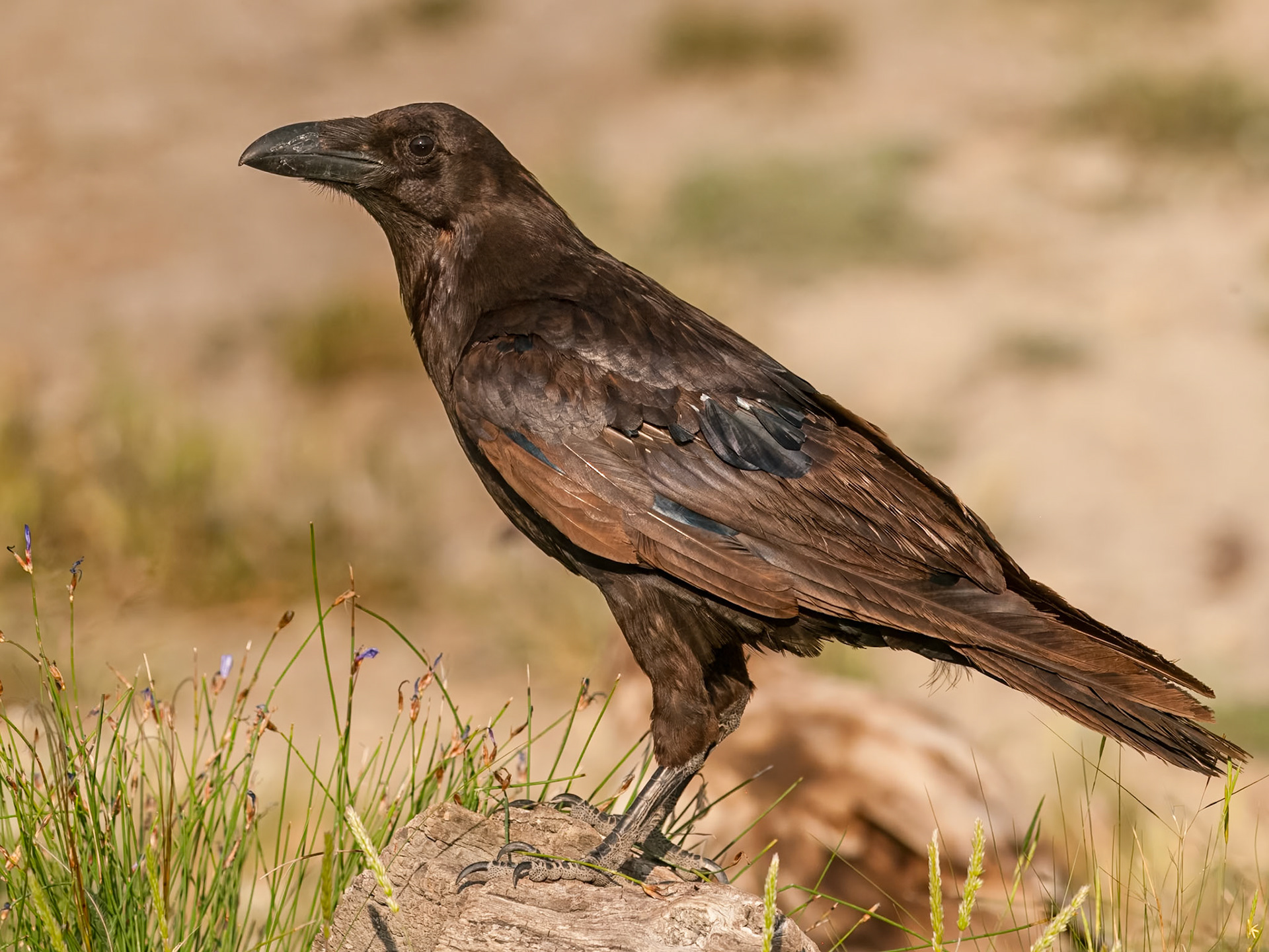 | Northern Raven (Corvus corax) | Conca de Tremp | Catalonia |
