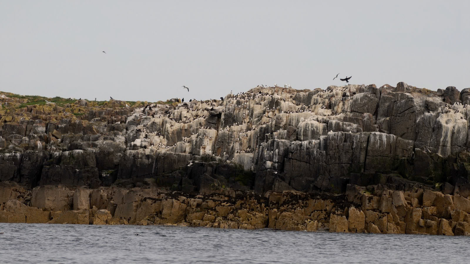 | Farne Islands | Northumbria | United Kingdom |