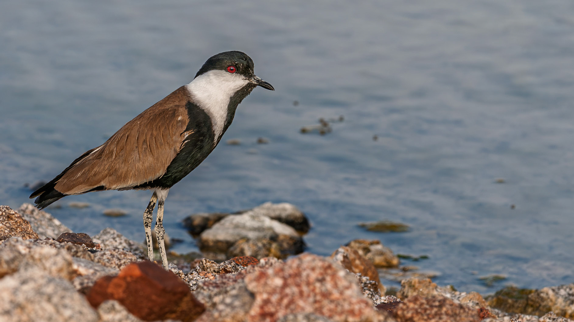 | Spur-winged Lapwing (Vanellus spinosus) | Eilat Bird Sanctuary | Eilat | Israel |