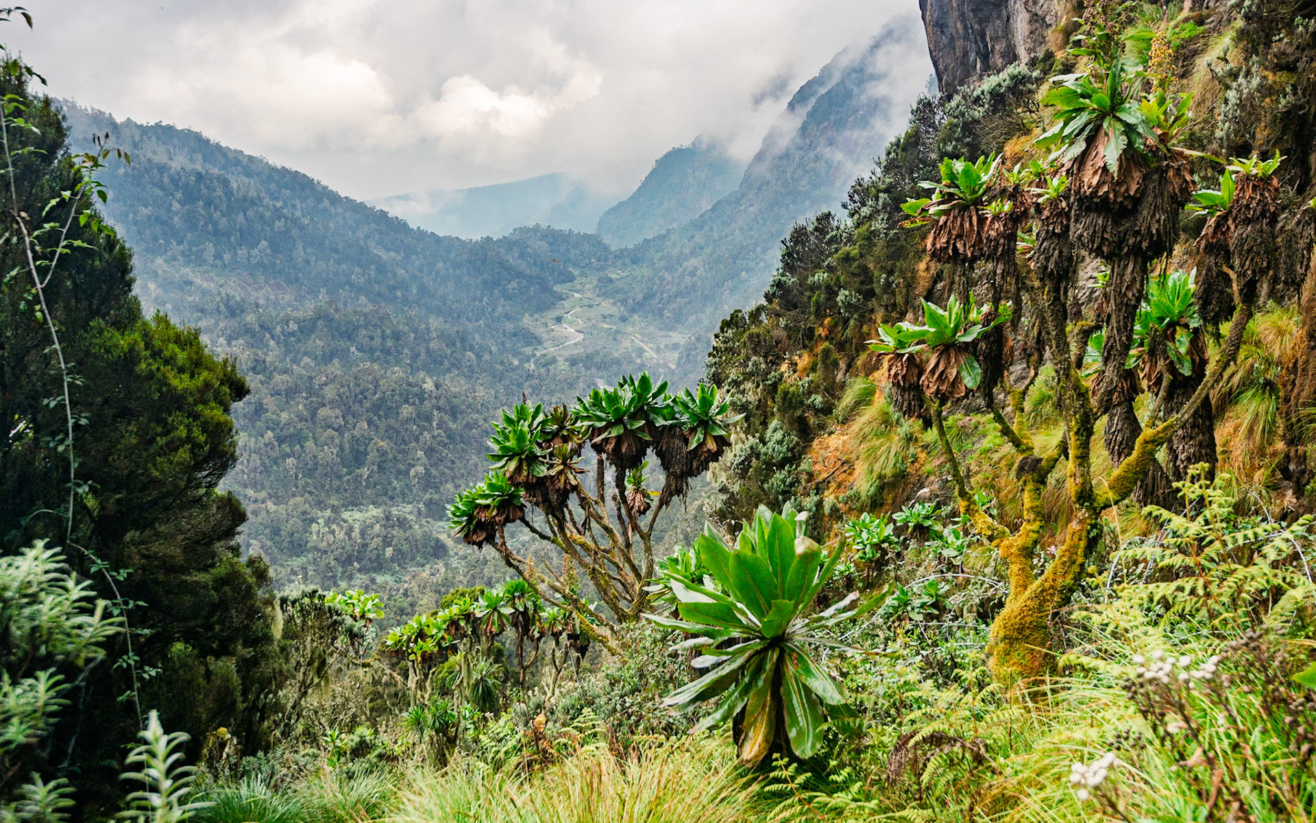 | Day 6. Kitandara Hut (4.023 m) - Guy Yeoman (3.505 m) |  Rwenzori Mountains | Uganda |  Rwenzori Mountains | Uganda |