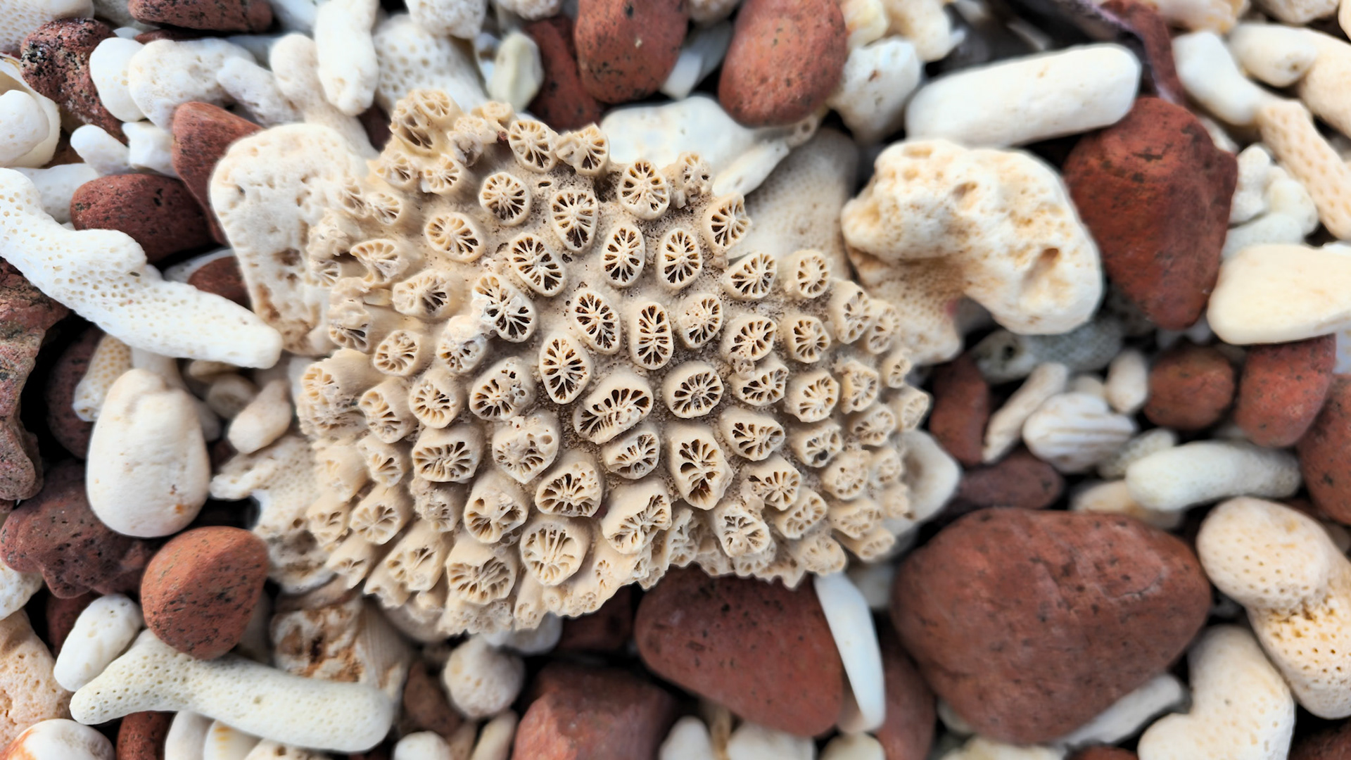The beach was mainly fossiles!