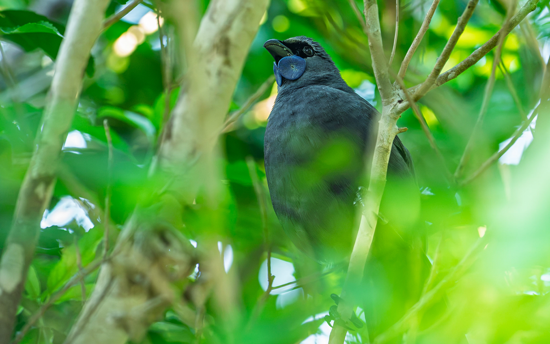 | North Island Kōkako (Callaeas wilsoni) | Tiritiri Matangi | North Island | New Zealand |