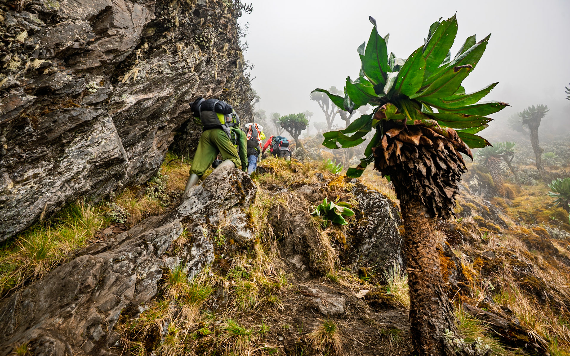 | Day 4. Bujuku Hut (3.977 m) - Elena Hut (4,541 m) |  Rwenzori Mountains | Uganda |  Rwenzori Mountains | Uganda |
