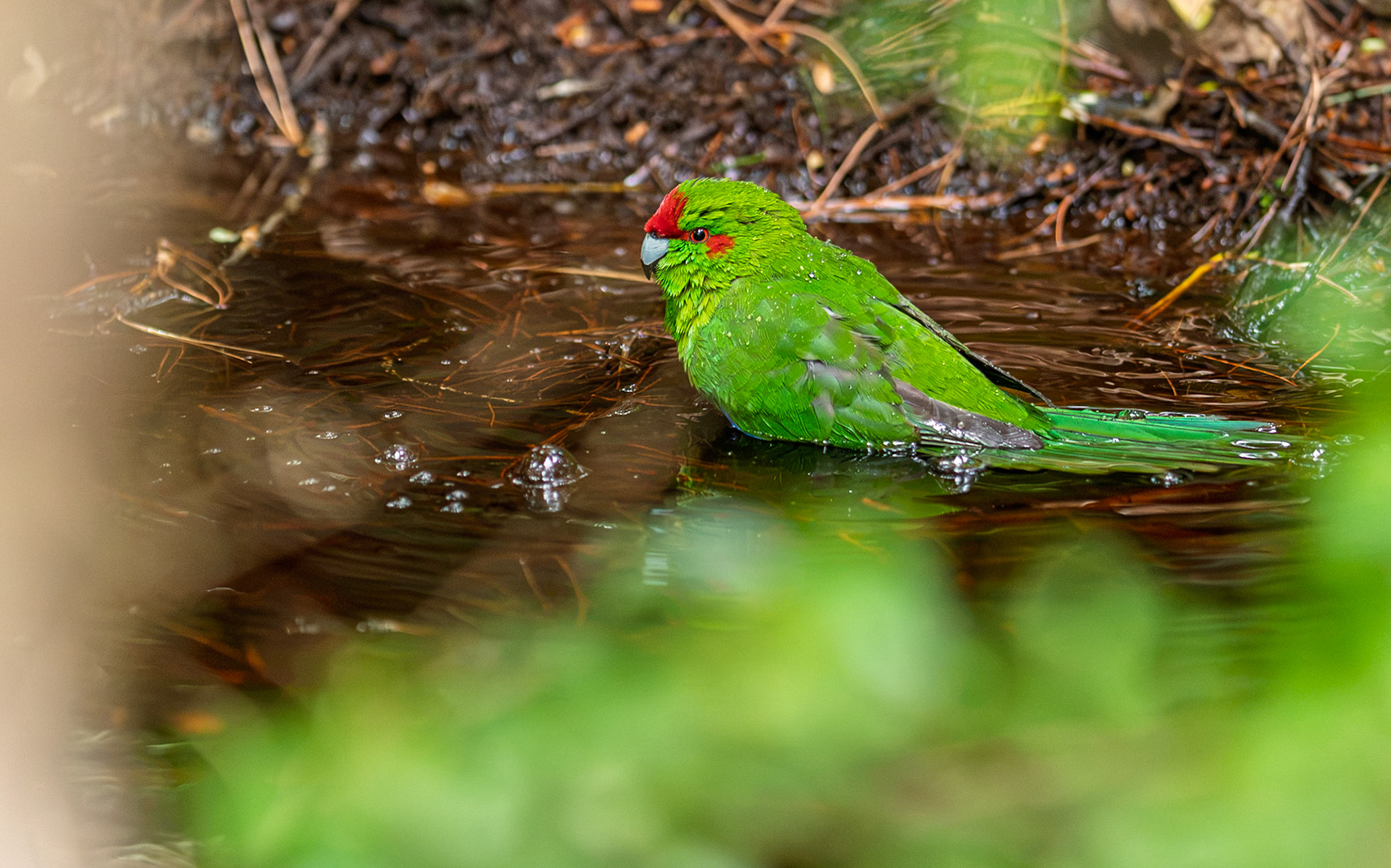 | Red-crowned Parakeet, Kākāriki (Cyanoramphus novaezelandiae) | Stuart Island / Rakiura | South Island | New Zealand |