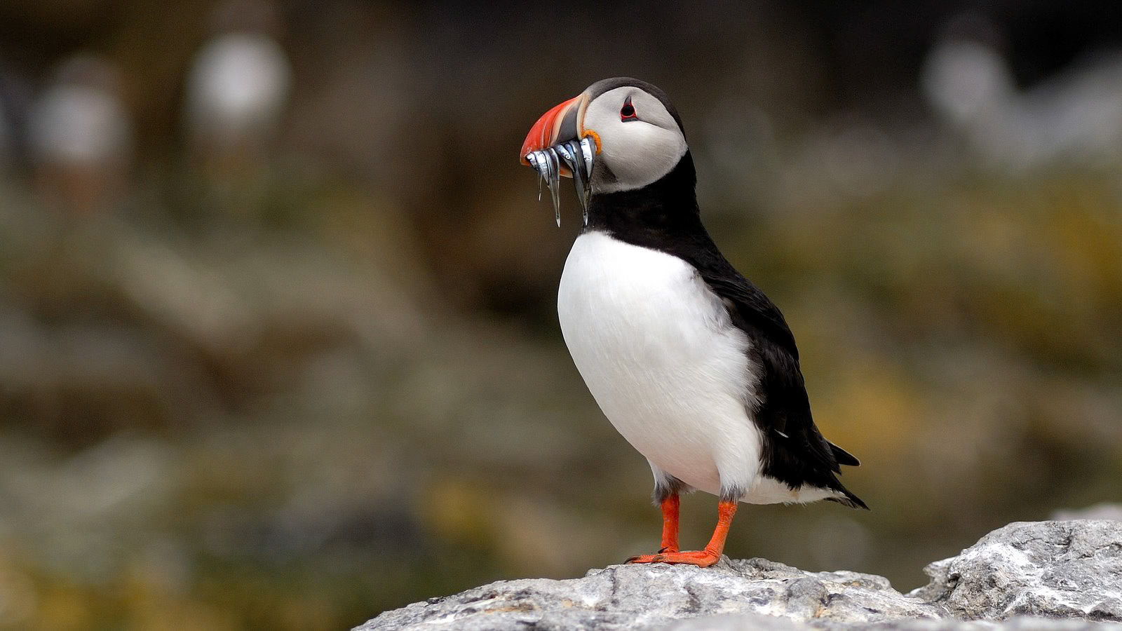 | Atlantic puffin (Fratercula arctica) | Farne Islands | Northumbria | United Kingdom |
