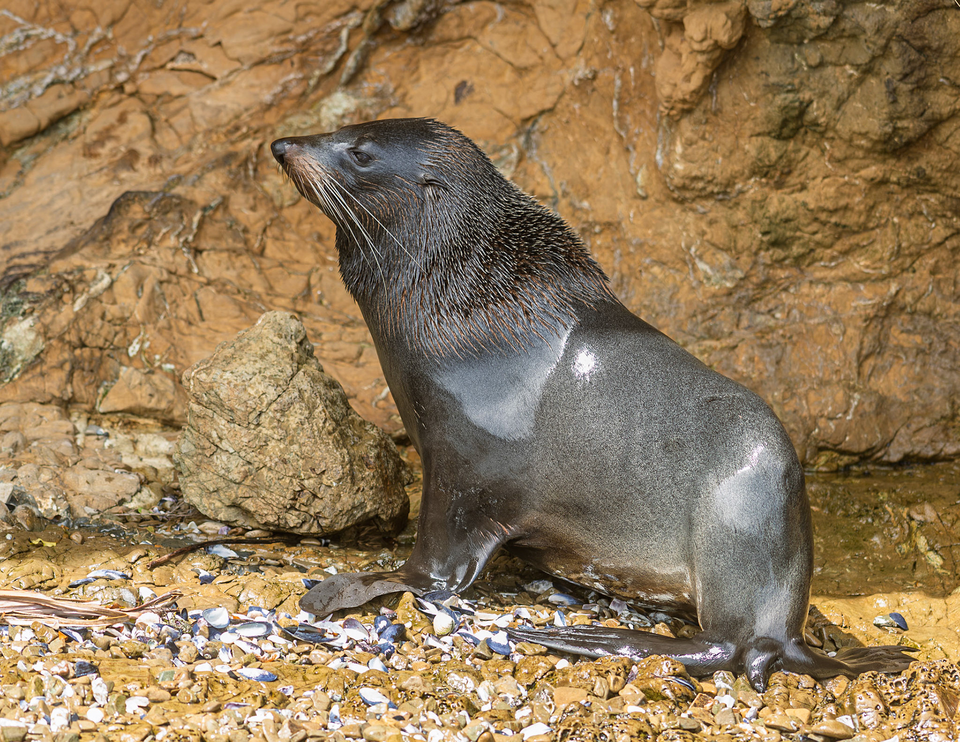 | New Zealand Fur Seal, Aotearoa (Arctocephalus forsteri) | Kaikoura | South Island | New Zealand |