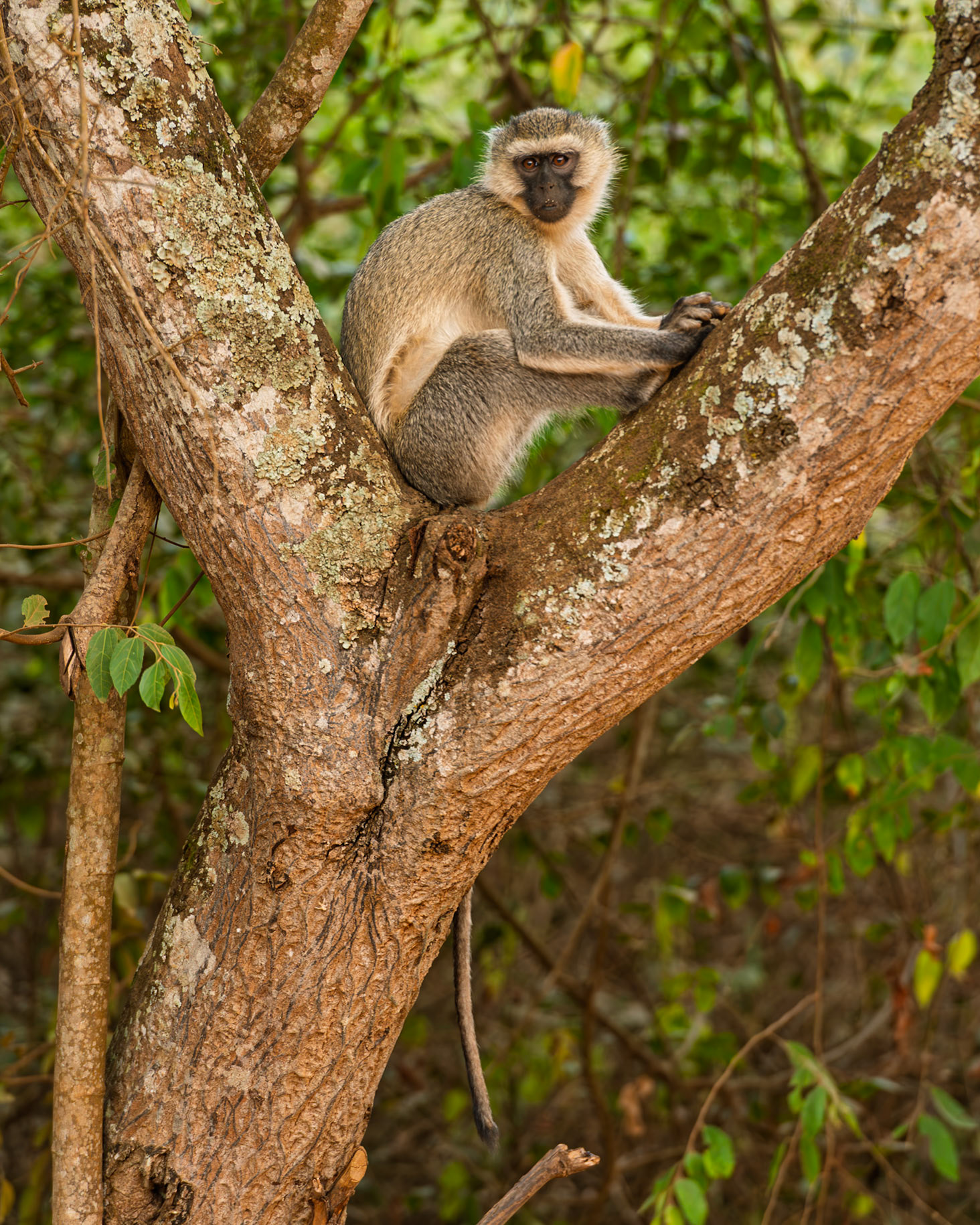 | Vervet monkey (Chlorocebus pygerythrus) | Mburo Lake | Uganda |