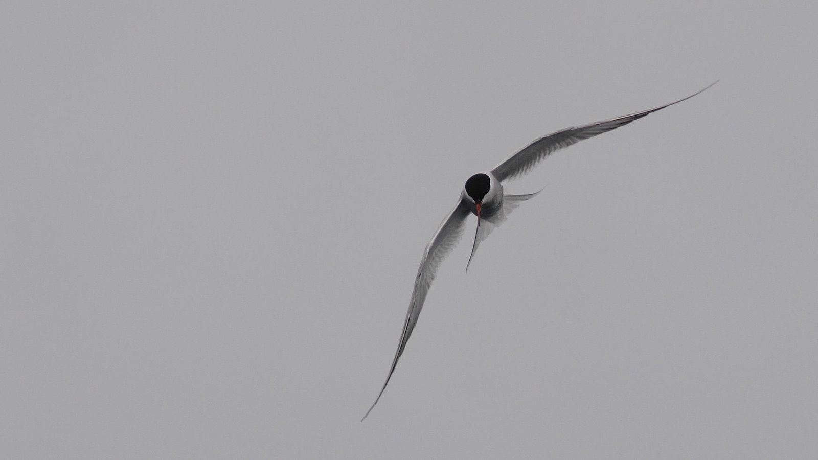 | Arctic tern (Sterna paradisaea) | Farne Islands | Northumbria | United Kingdom |