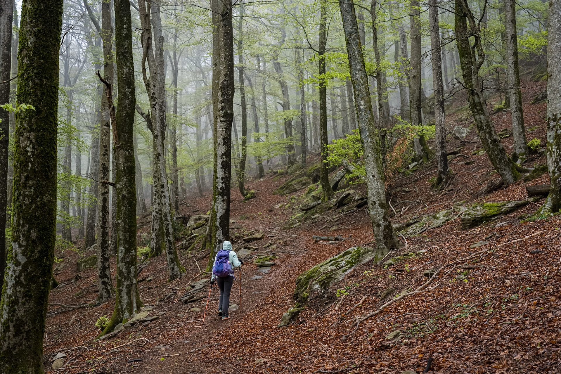 ARP 41.1. Coll de l'Ullat - Coll de Banyuls