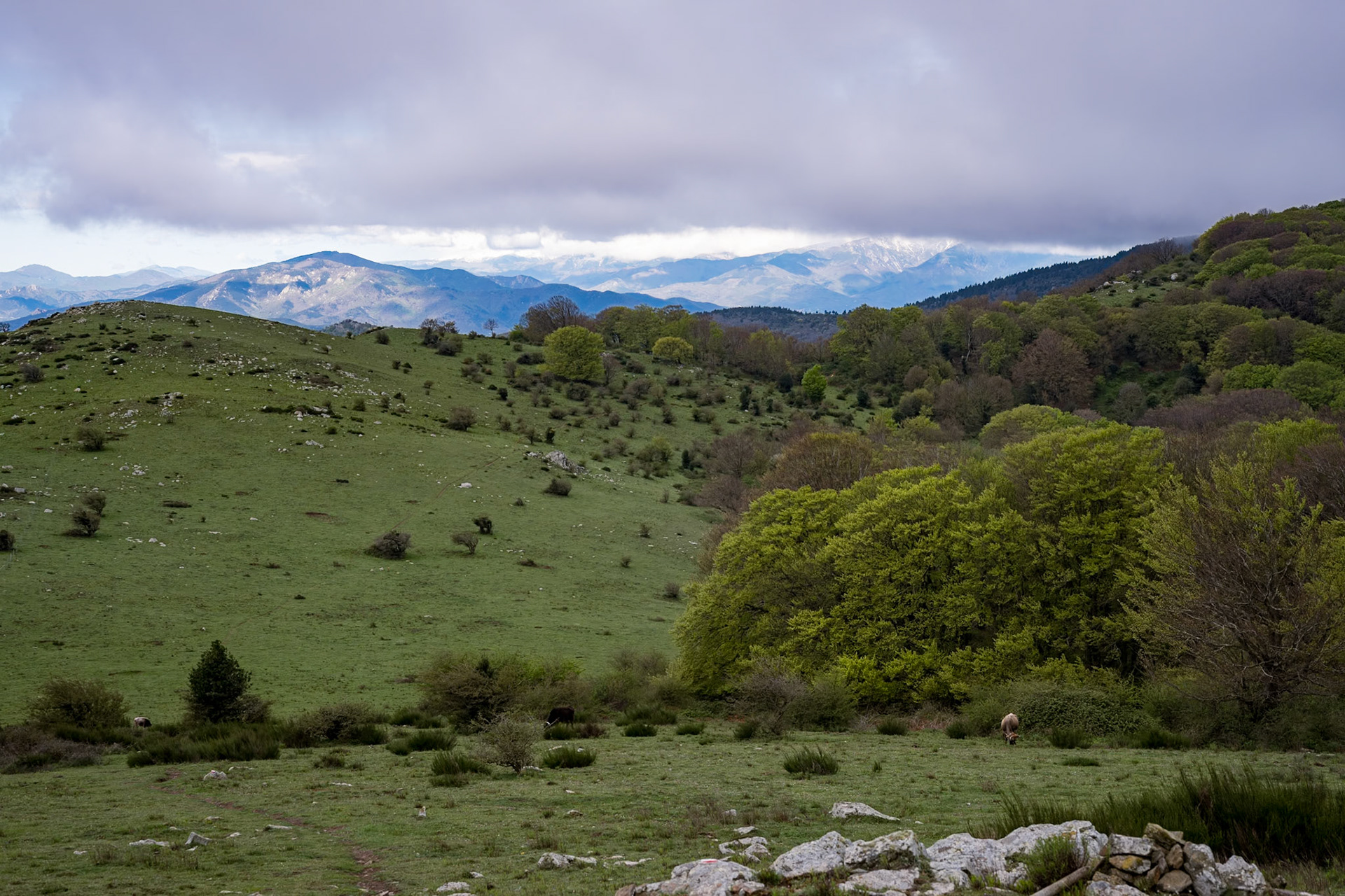 ARP 41.1. Coll de l'Ullat - Coll de Banyuls