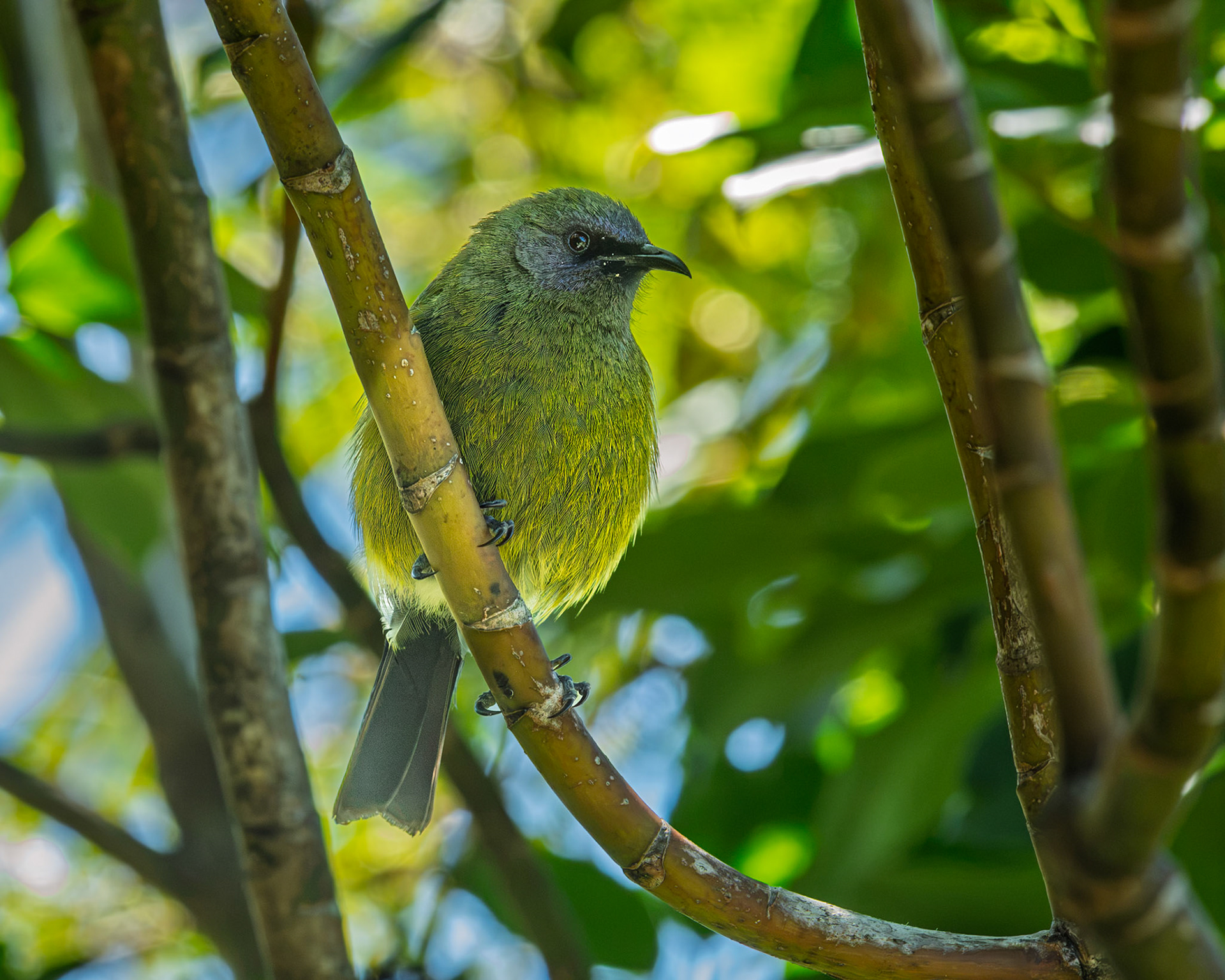 | New Zealand Bellbird, Korimako, Makomako (Anthornis melanura) | Tiritiri Matangi | North Island | New Zealand |