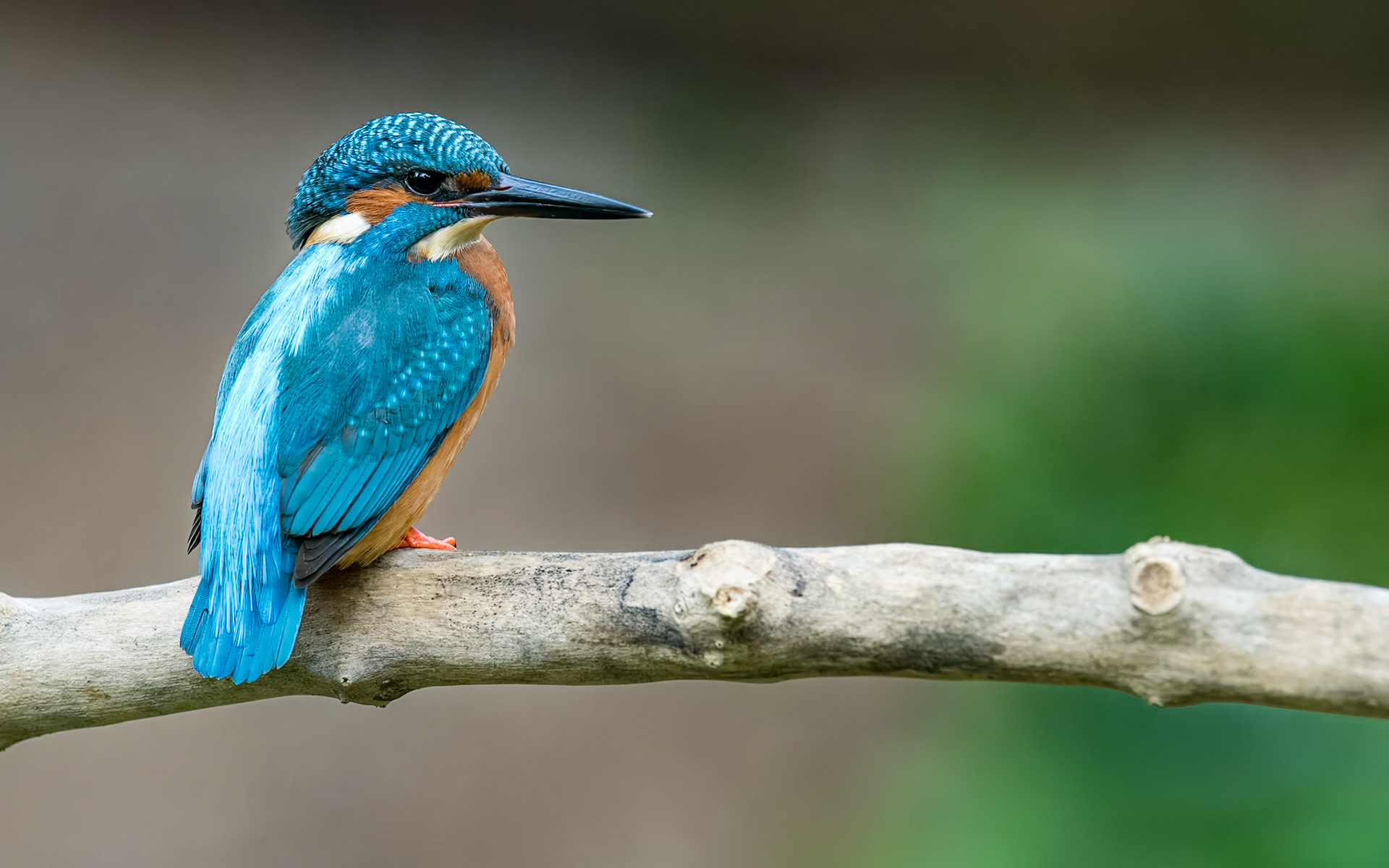| Eurasian Kingfisher (Alcedo atthis) | Catalunya |