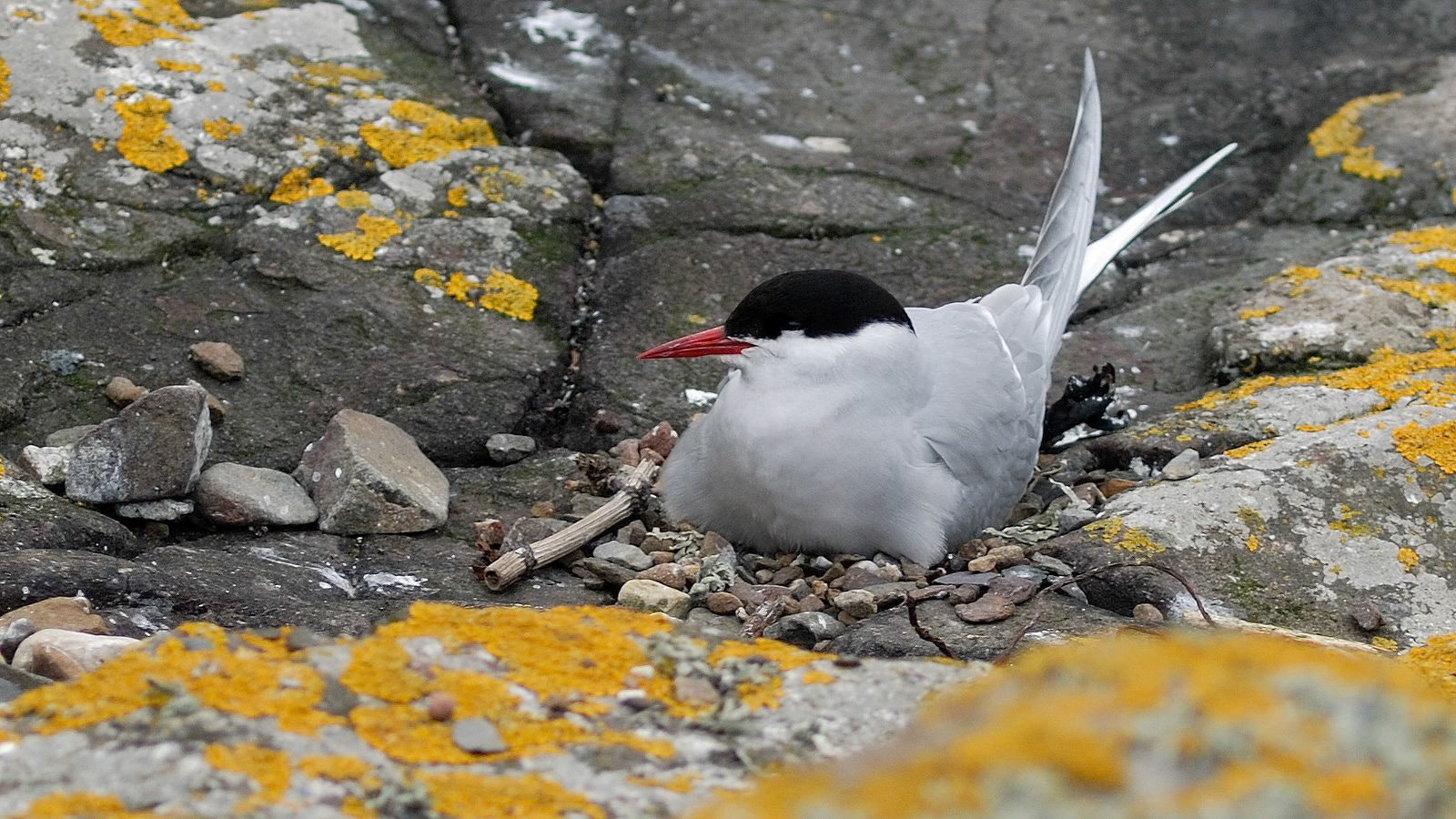 | Arctic tern (Sterna paradisaea) | Farne Islands | Northumbria | United Kingdom |