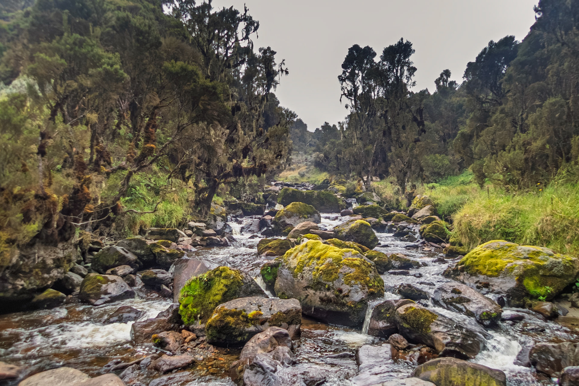 | Day 2. Nyabitabe Camp (2.651 m) - John Matte Hut (3.505 m) |  Rwenzori Mountains | Uganda | |  Rwenzori Mountains | Uganda |