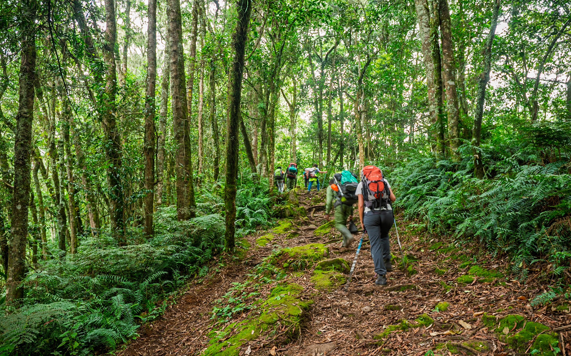 |  Rwenzori Mountains | Uganda |