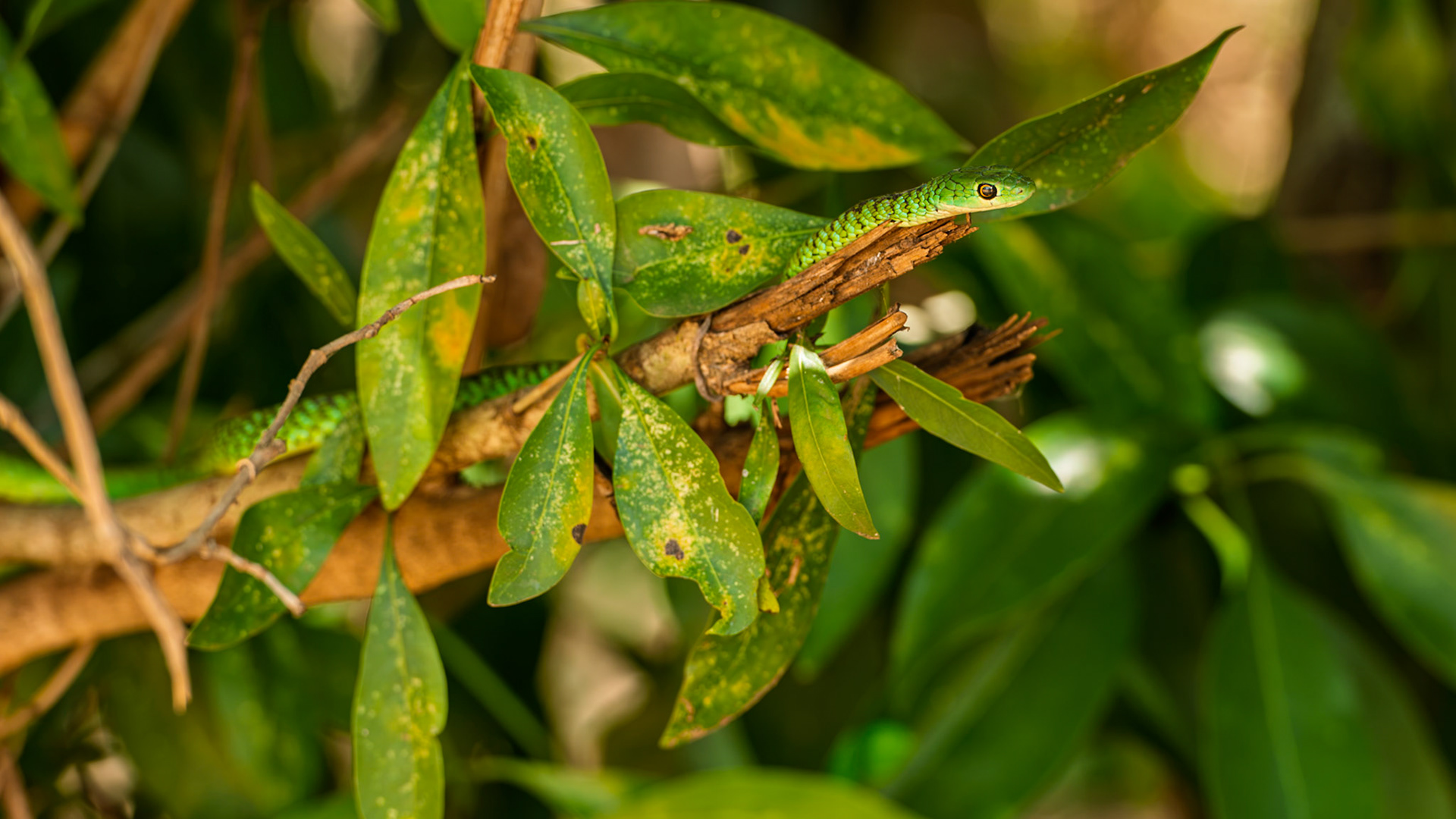 | Spotted Bush Snake (Philothamnus semivariegatus) | Queen Elizabeth Bush Lodge | Queen Elizabeth National Park | Uganda |