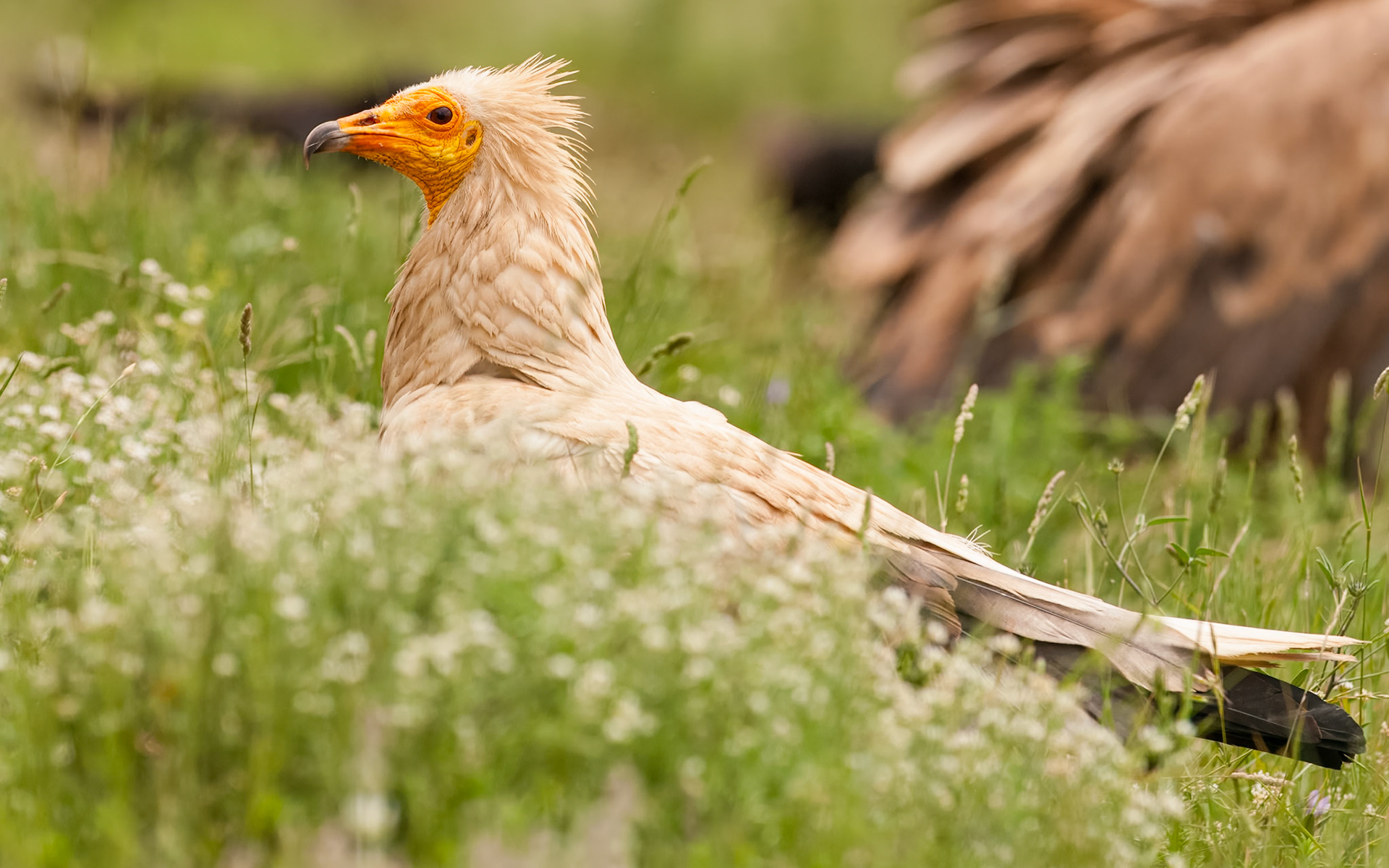 | Egyptian Vulture (Neophron percnopterus) | Conca de Tremp | Catalonia |