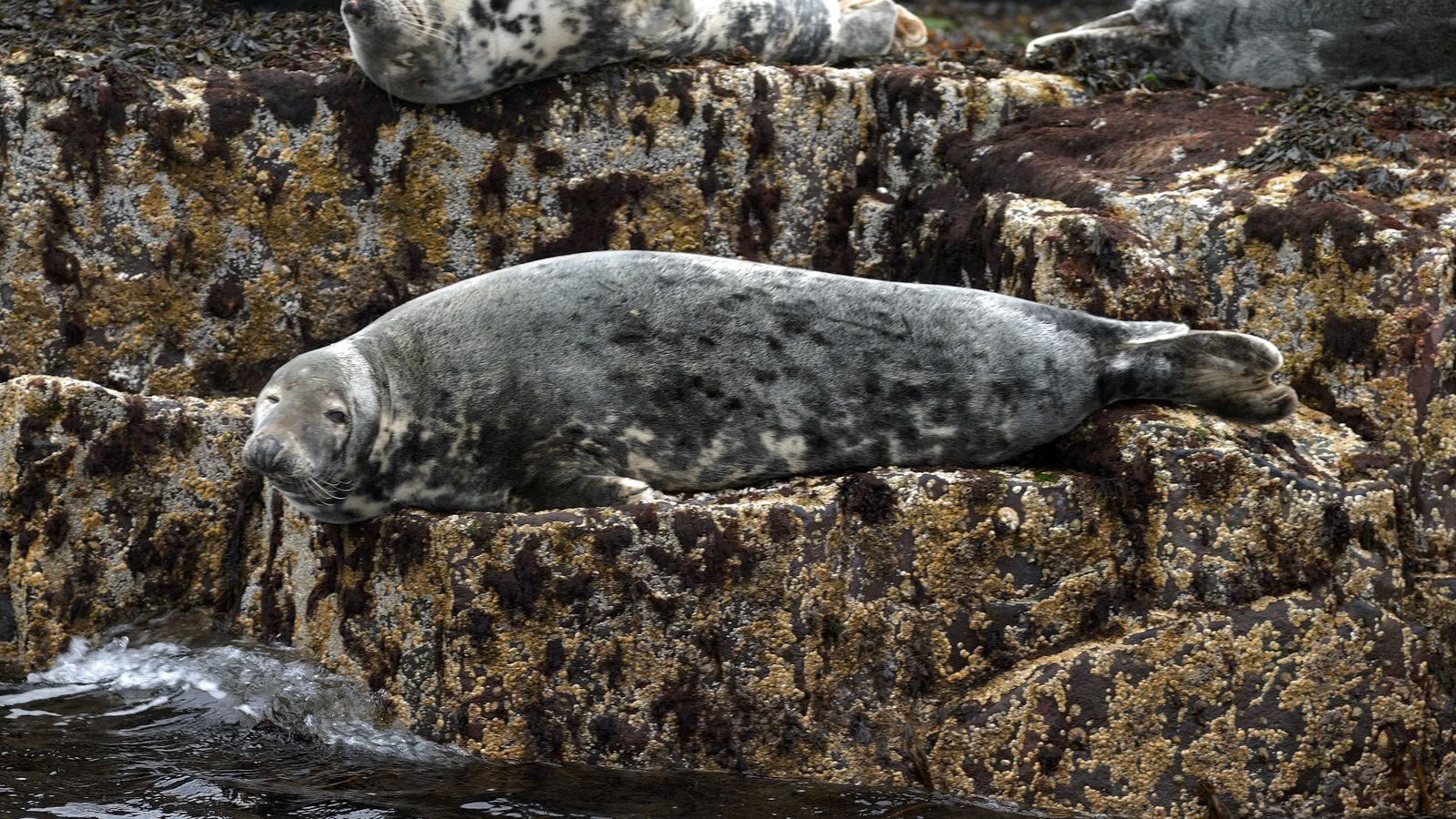 | Greay seal (Halichoerus grypus) | Farne Islands | Northumbria | United Kingdom |