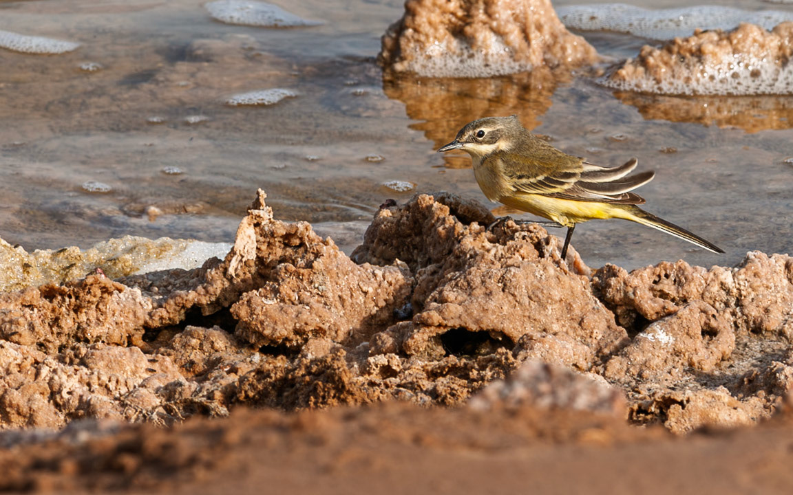 | Yellow wagtail (Motacilla flava) | Eilat Bird Sanctuary | Eilat | Israel |