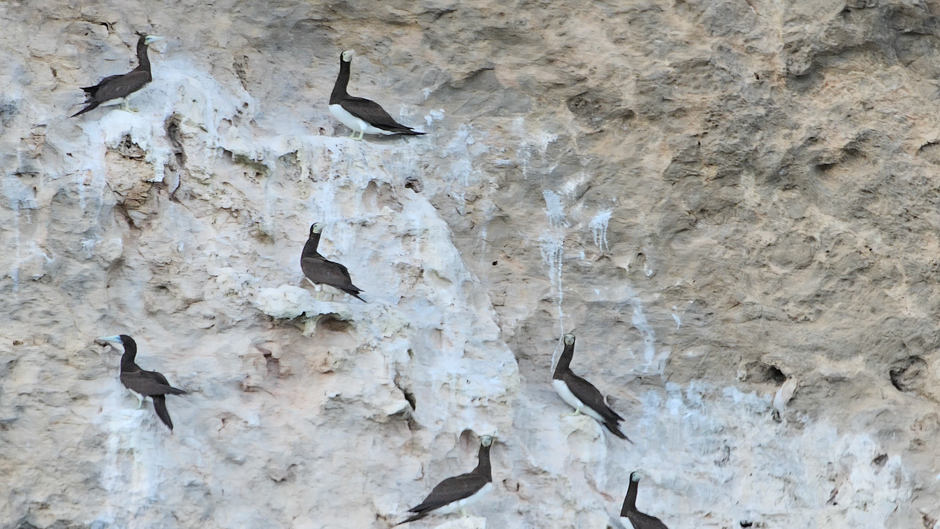 Brown Booby (Sula leucogaster)