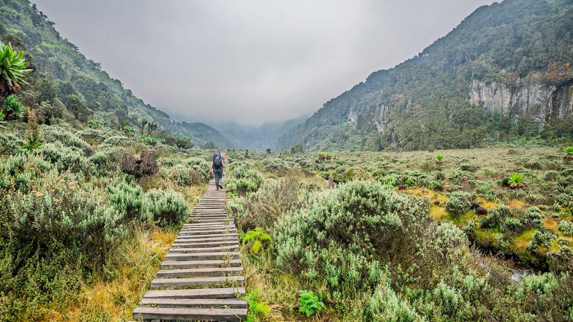 | Day 3. John Matte Hut (3.505 m) - Bujuku Hut (3.977 m) |  Rwenzori Mountains | Uganda | |  Rwenzori Mountains | Uganda |