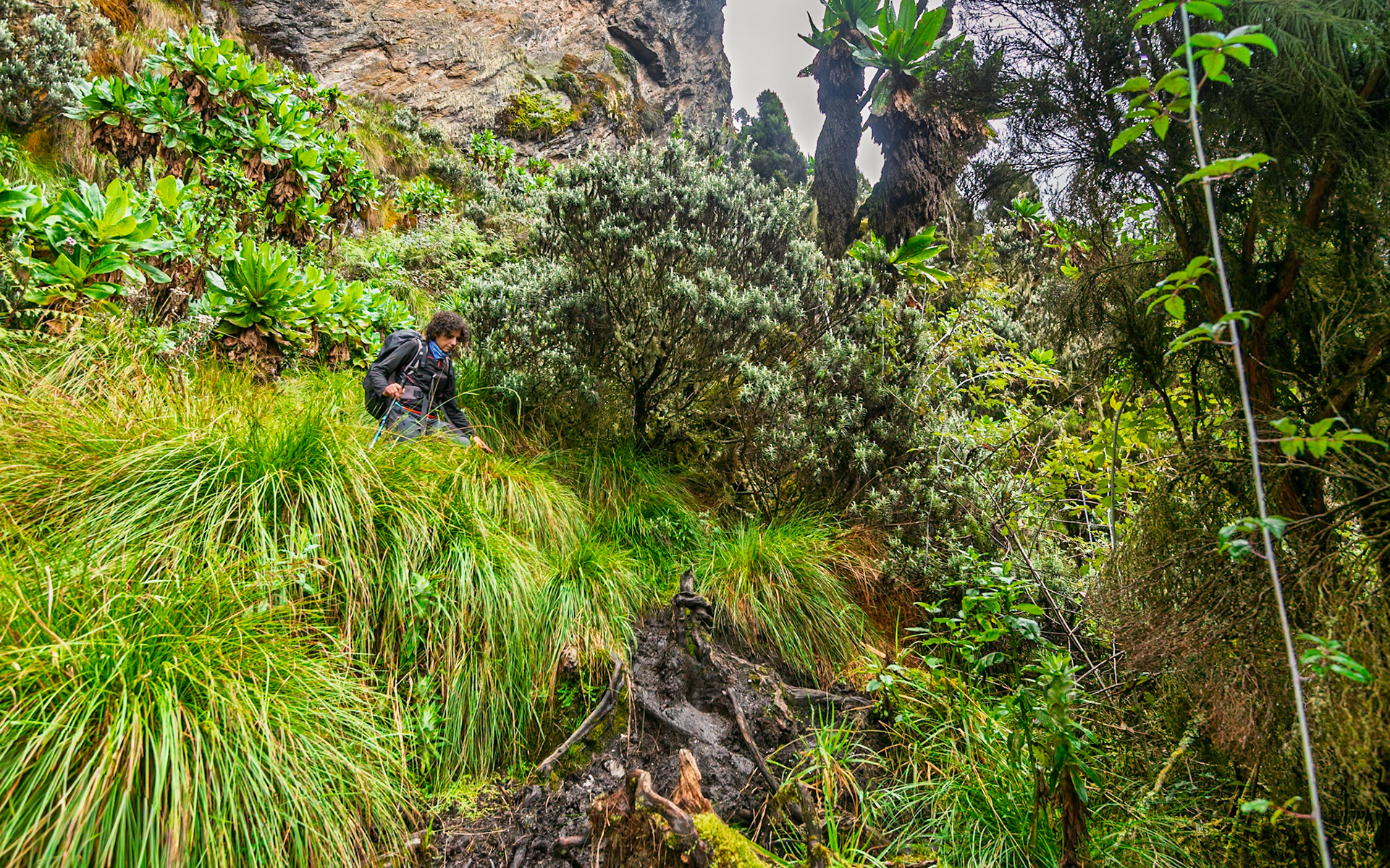 | Day 6. Kitandara Hut (4.023 m) - Guy Yeoman (3.505 m) |  Rwenzori Mountains | Uganda |  Rwenzori Mountains | Uganda |