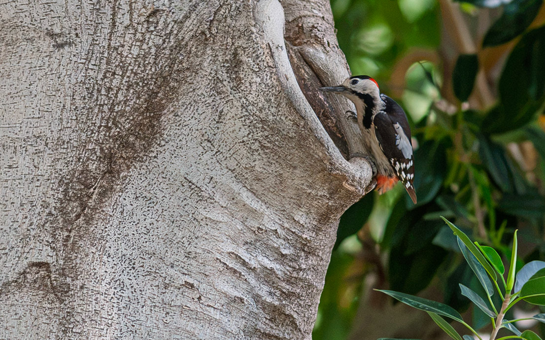 | Syrian Woodpecker (Dendrocopos syriacus) | Beit She'an | Northern Israel | Israel |