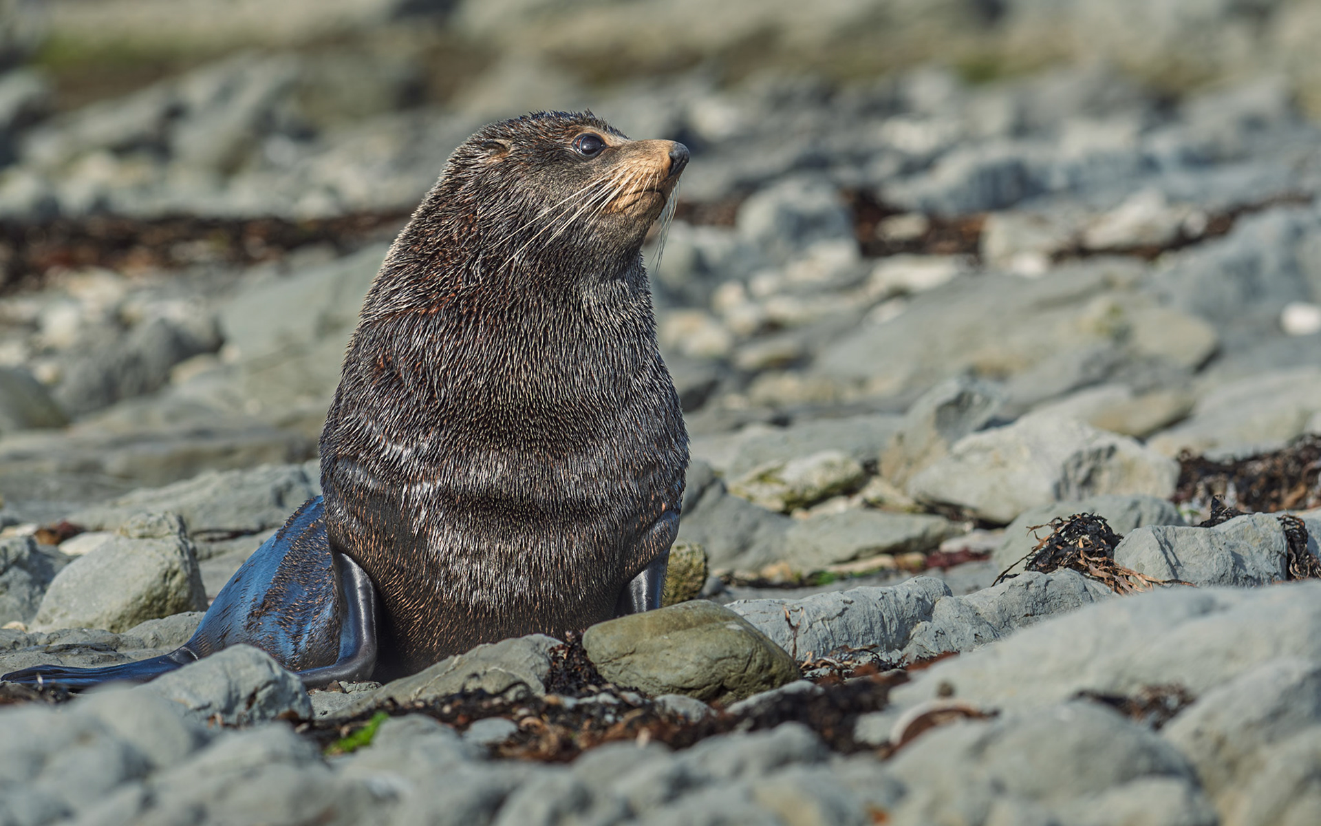 | New Zealand Fur Seal, Aotearoa (Arctocephalus forsteri) | Kaikoura | South Island | New Zealand |