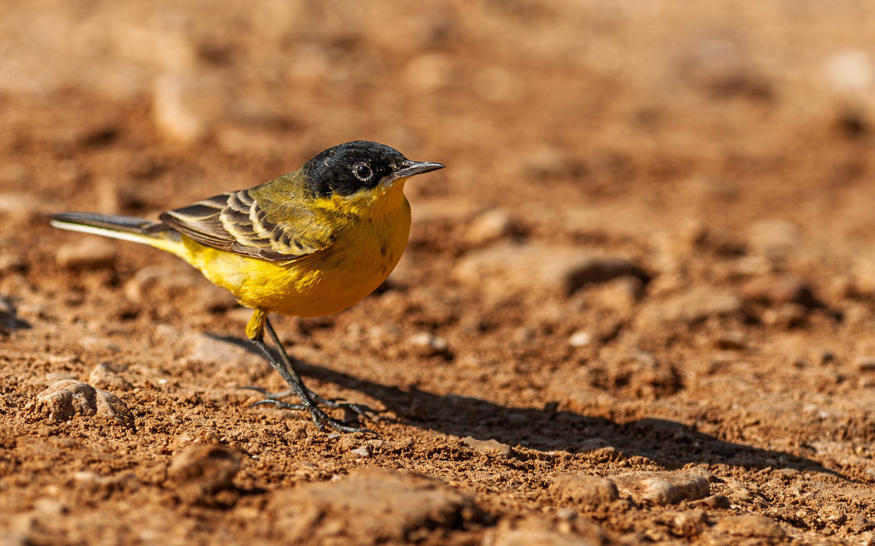 | Black-headed wagtail (Motacilla flava feldegg) | Southern Israel | Israel |