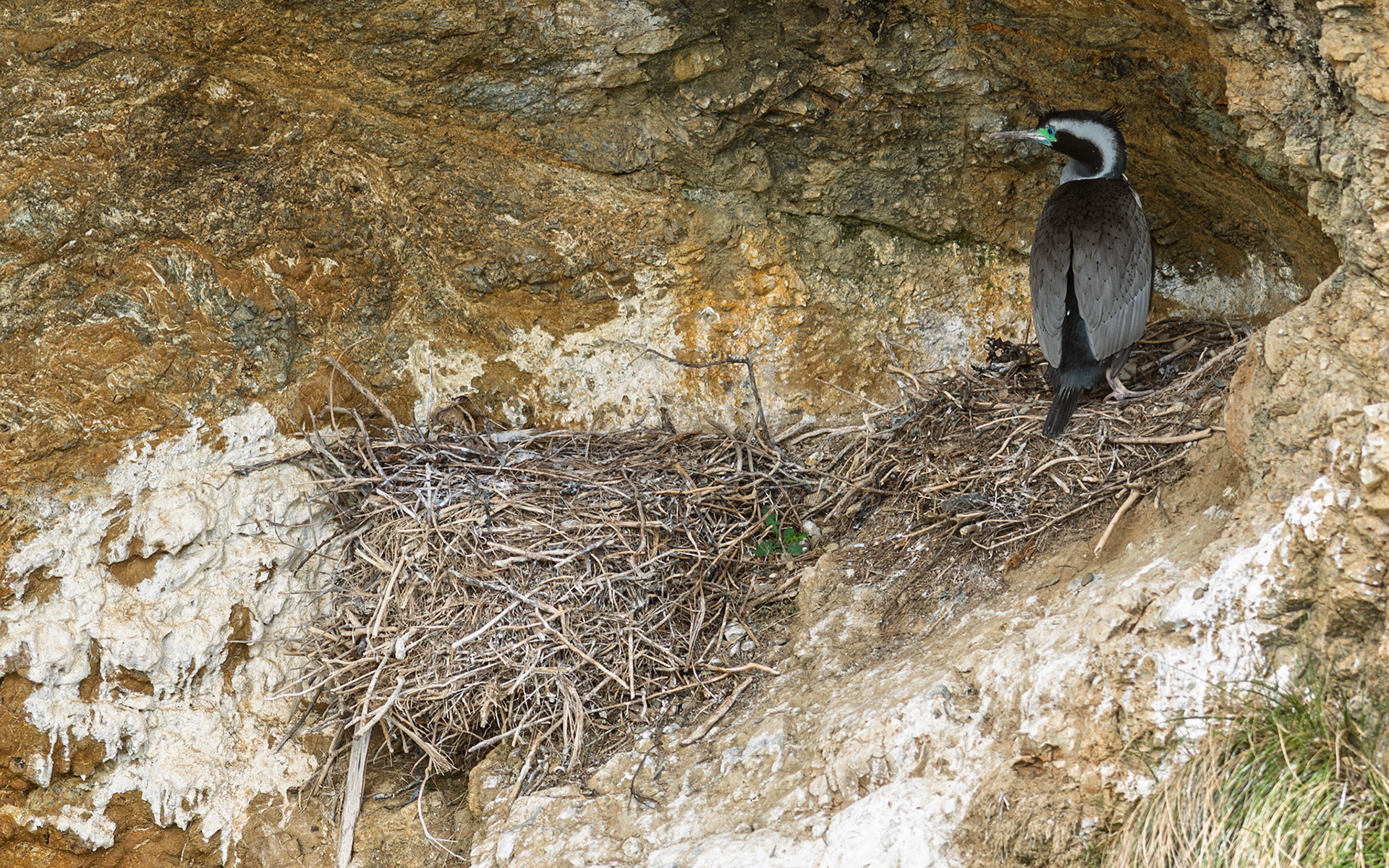 | Spotted Shag, Parekareka, Kawau Tikitiki (Phalacrocorax punctatus) | Queen Charlotte Sound | South Island | New Zealand |