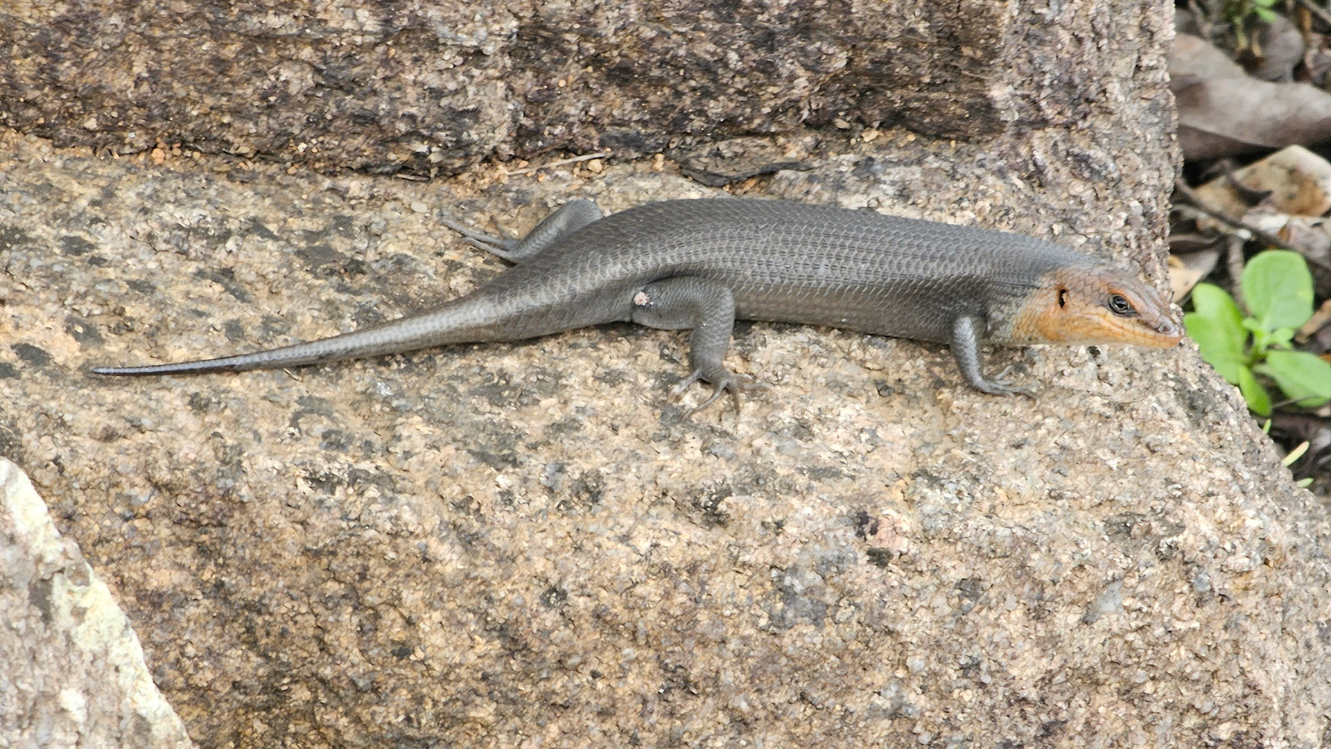 Socotra skink (Trachylepis socotrana)