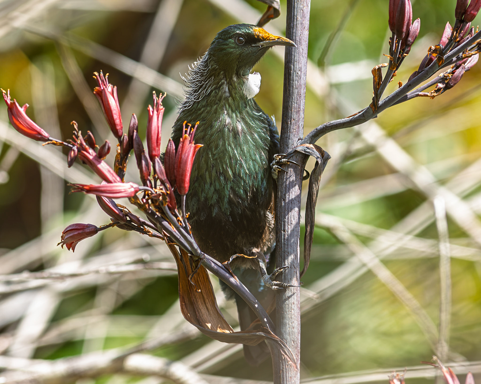 | Tūī (Prosthemadera novaeseelandiae) | Queen Charlotte Sound | South Island | New Zealand |