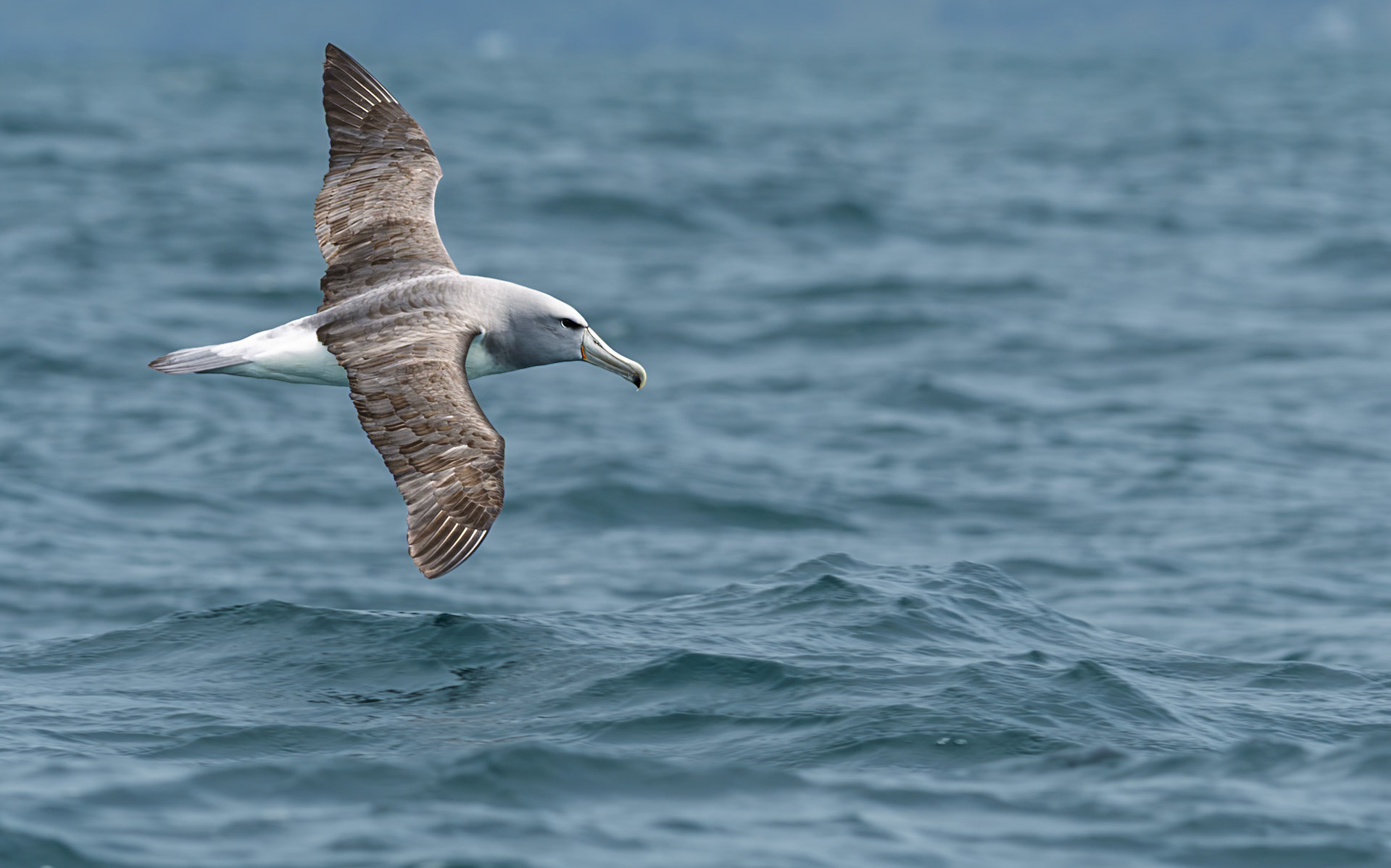 | Salvin's Albatross, Toroa (Thalassarche salvini) | Kaikoura | South Island | New Zealand |