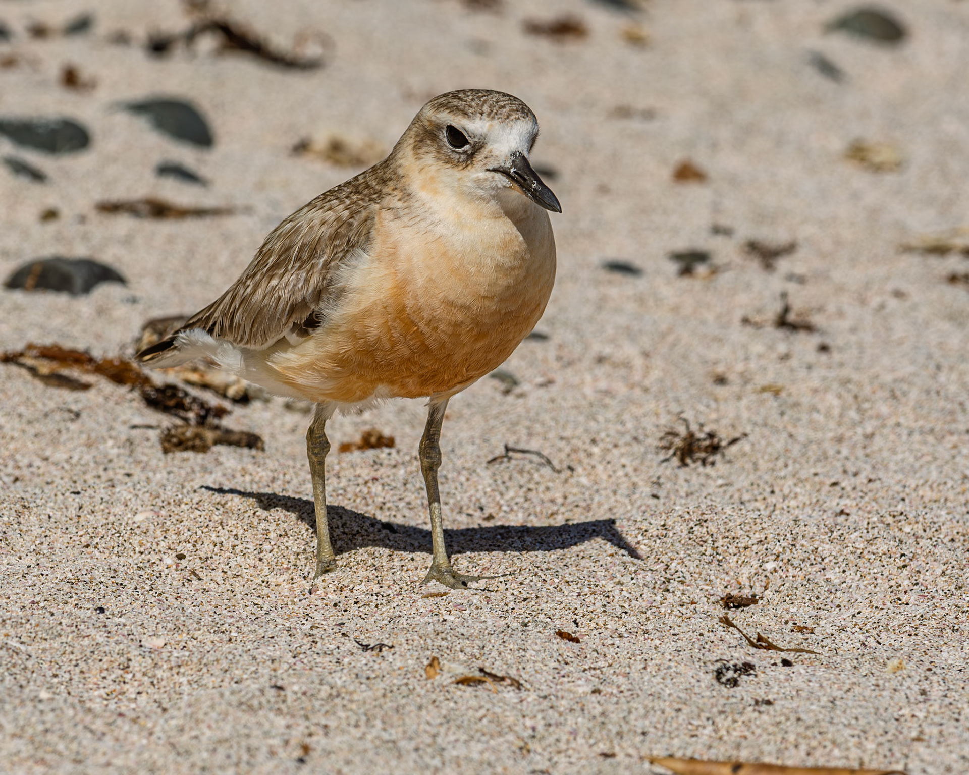 | New Zealand Dotterel, Tūturiwhatu, Pukunui, Kūkuruatu (Anarhynchus obscurus) | Tiritiri Matangi | North Island | New Zealand |