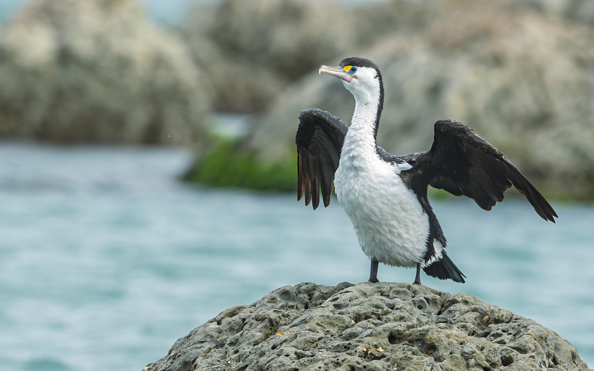 | Pied Shag, Kāruhiruhi (Phalacrocorax varius) | Kaikoura | South Island | New Zealand |