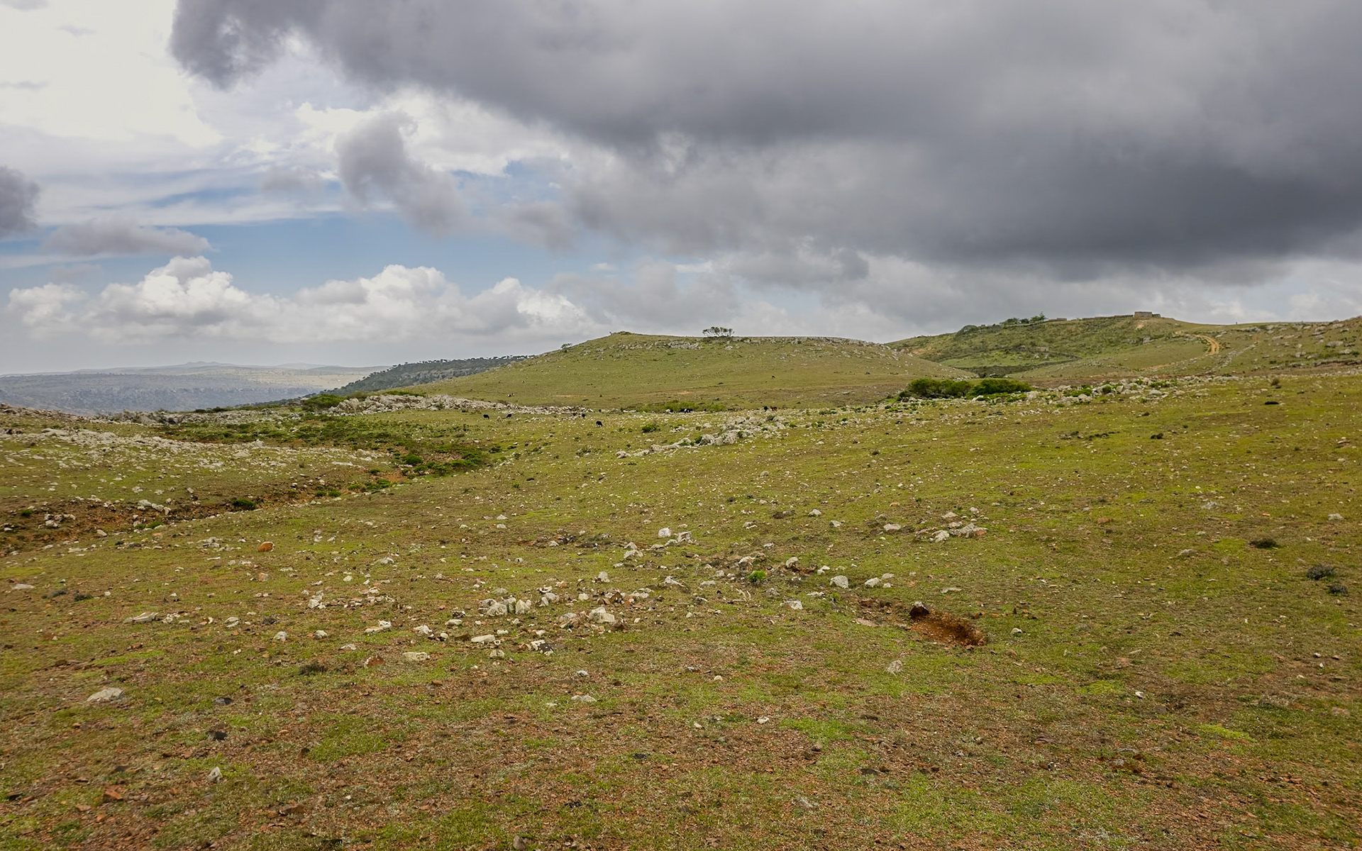 Rokeb di Firmihin Highland Plateau